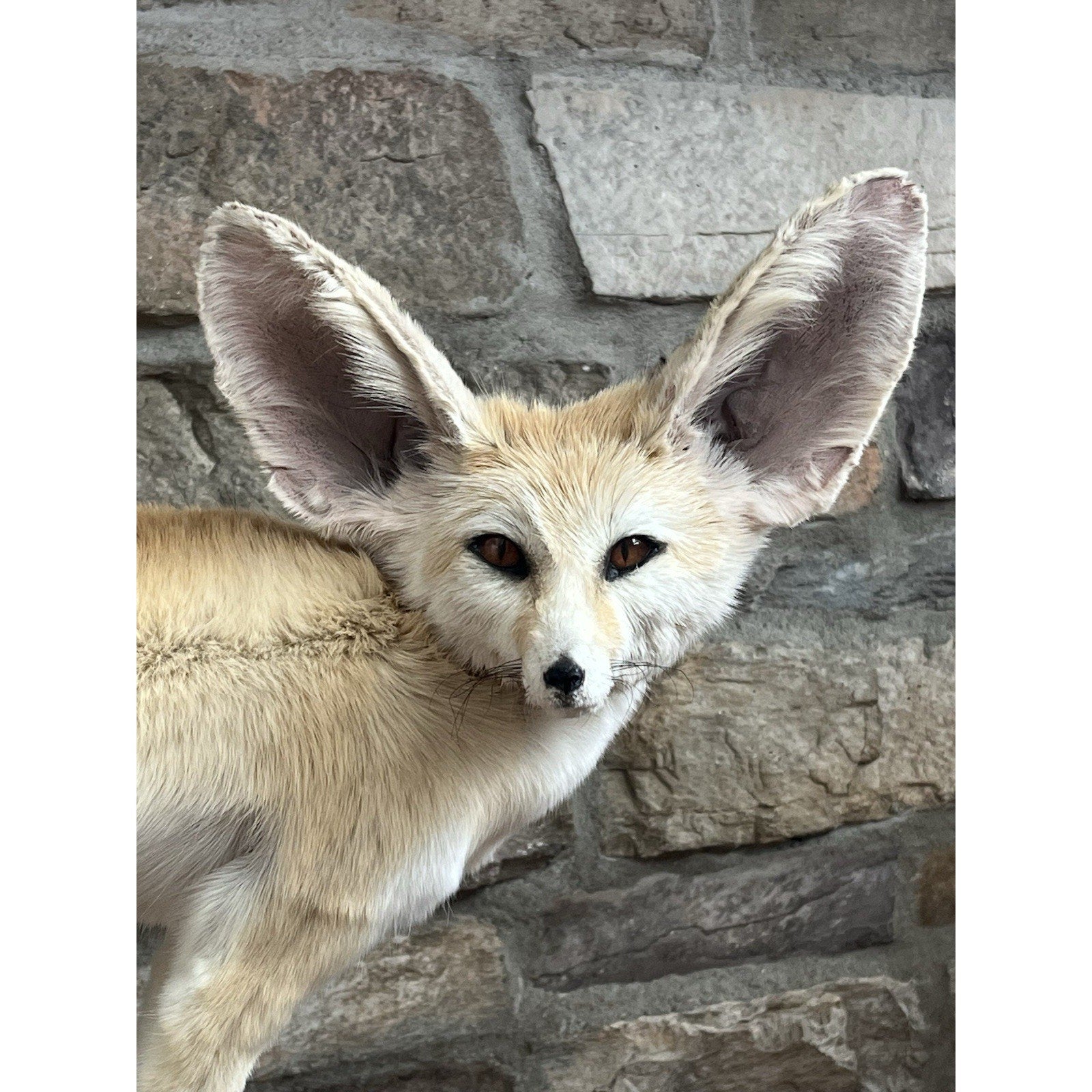 FHWL28 - Museum Quality Fennec Fox Taxidermy Full Body Mount