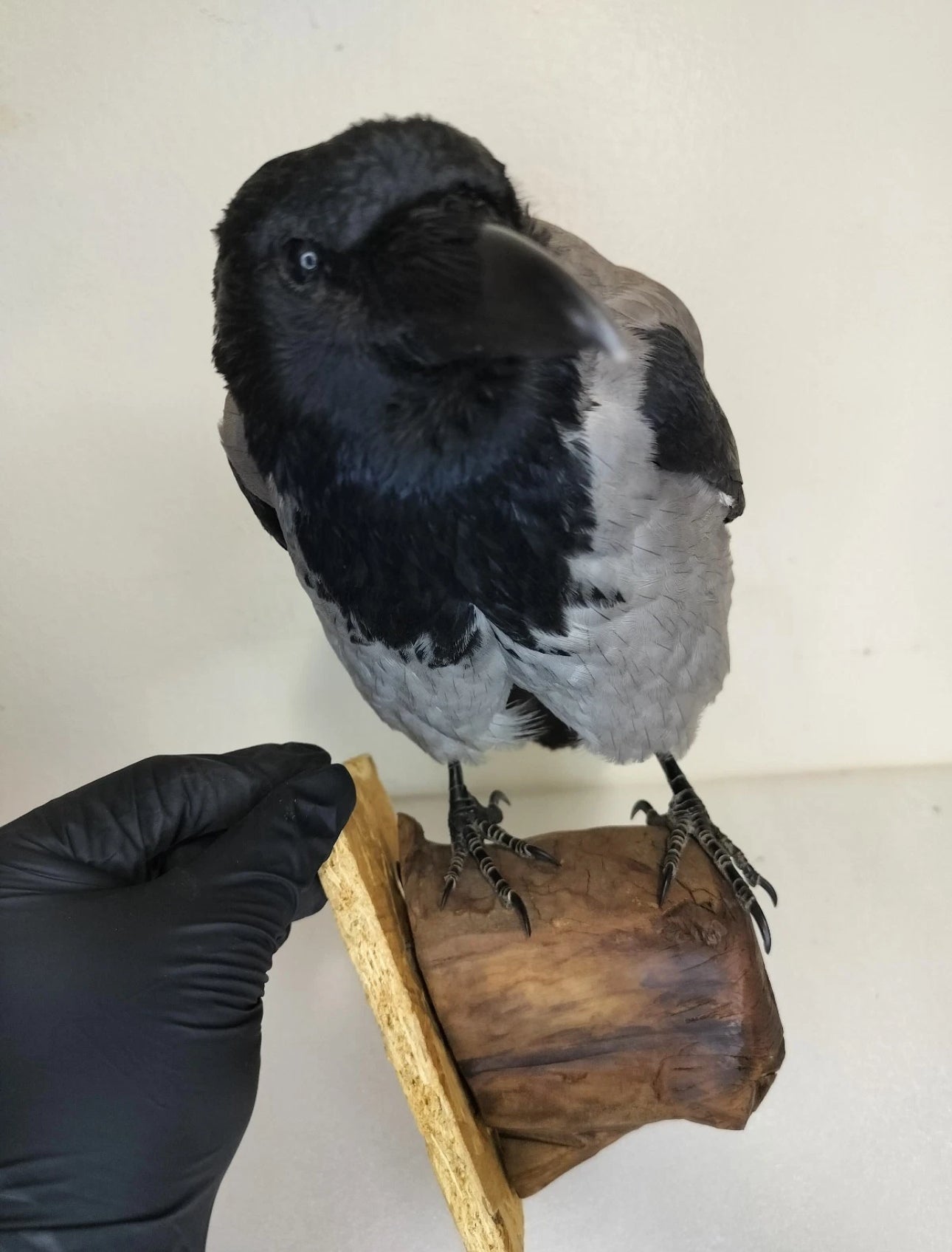 FHBIRD524- Hooded Crow taxidermy mount
