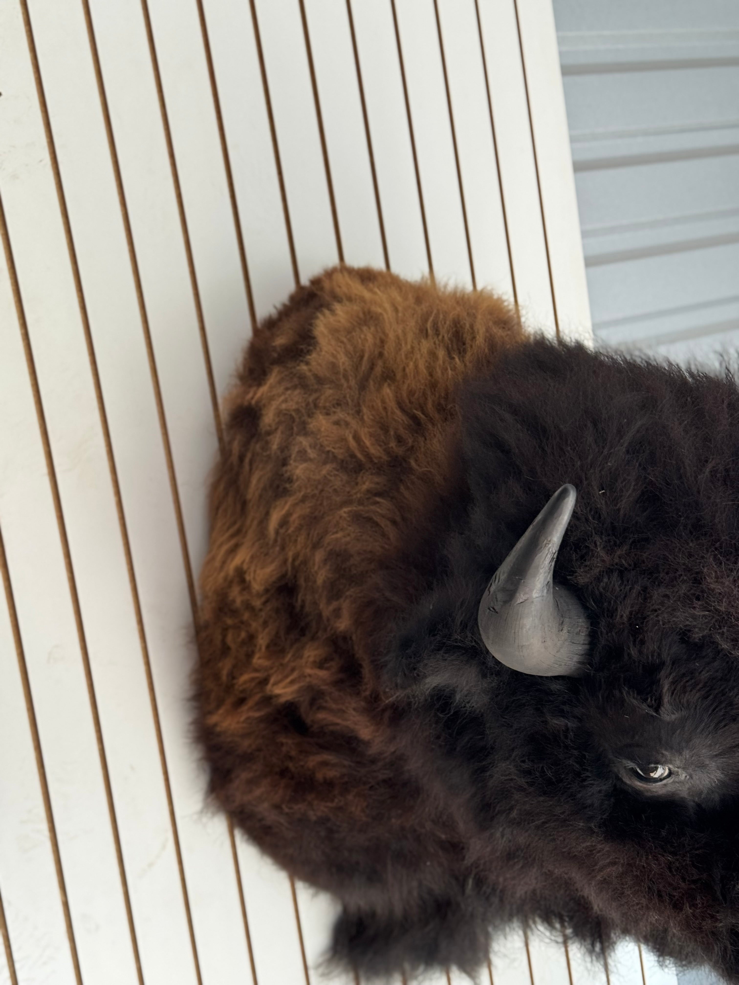 FHDAR355-XL Buffalo Taxidermy Shoulder mount Bull