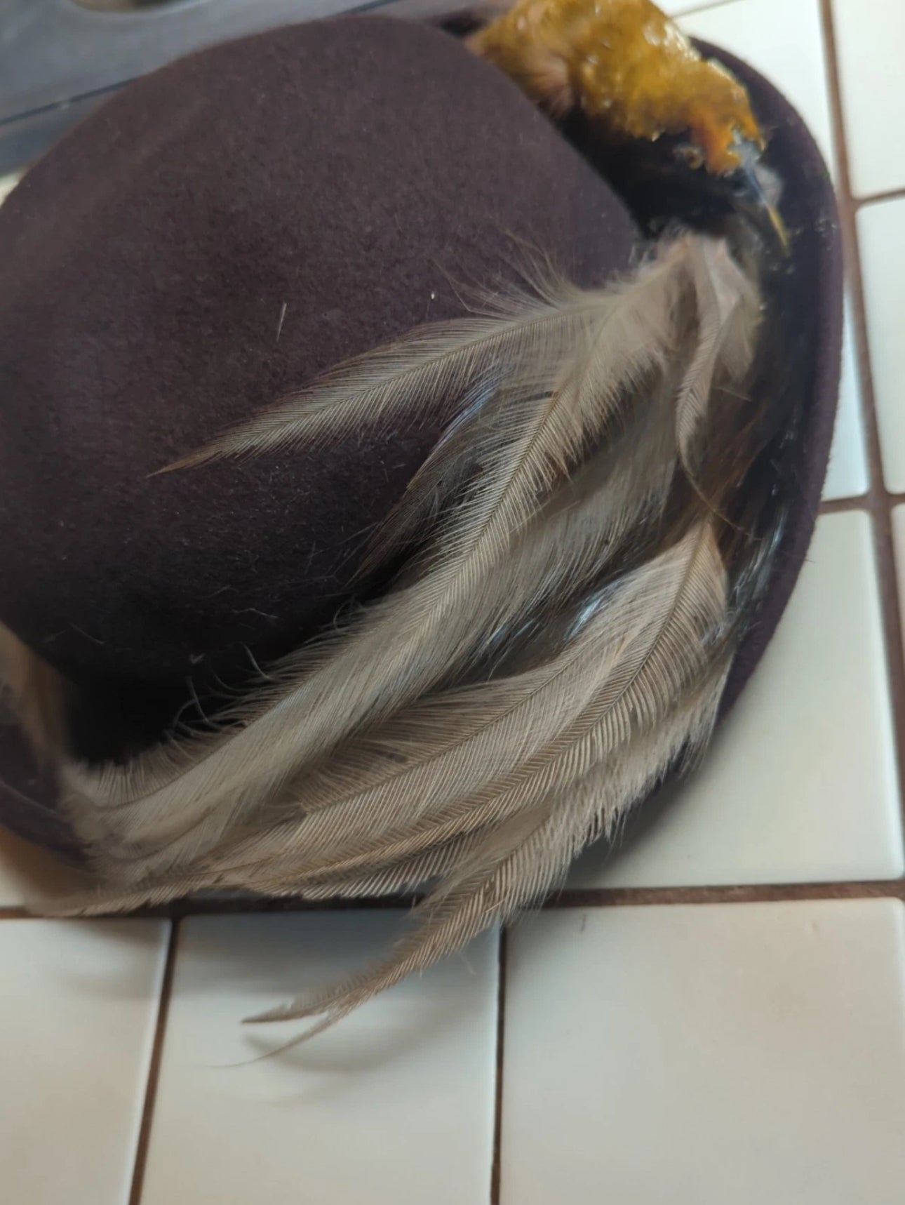 FHEB0811 - Antique Bird of Paradise Vintage taxidermy Skin Hat