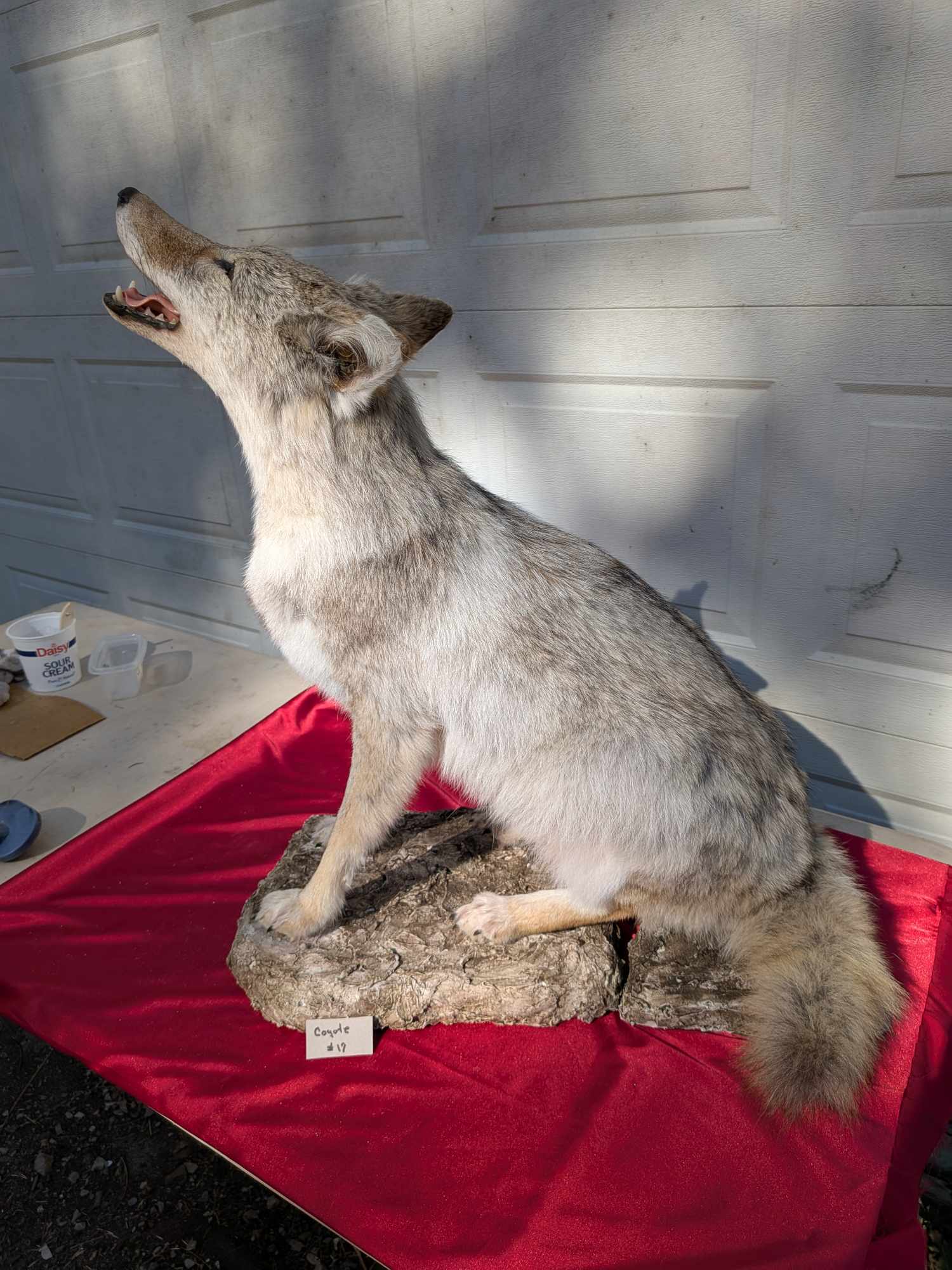 FHPATC17- howling coyote taxidermy mount