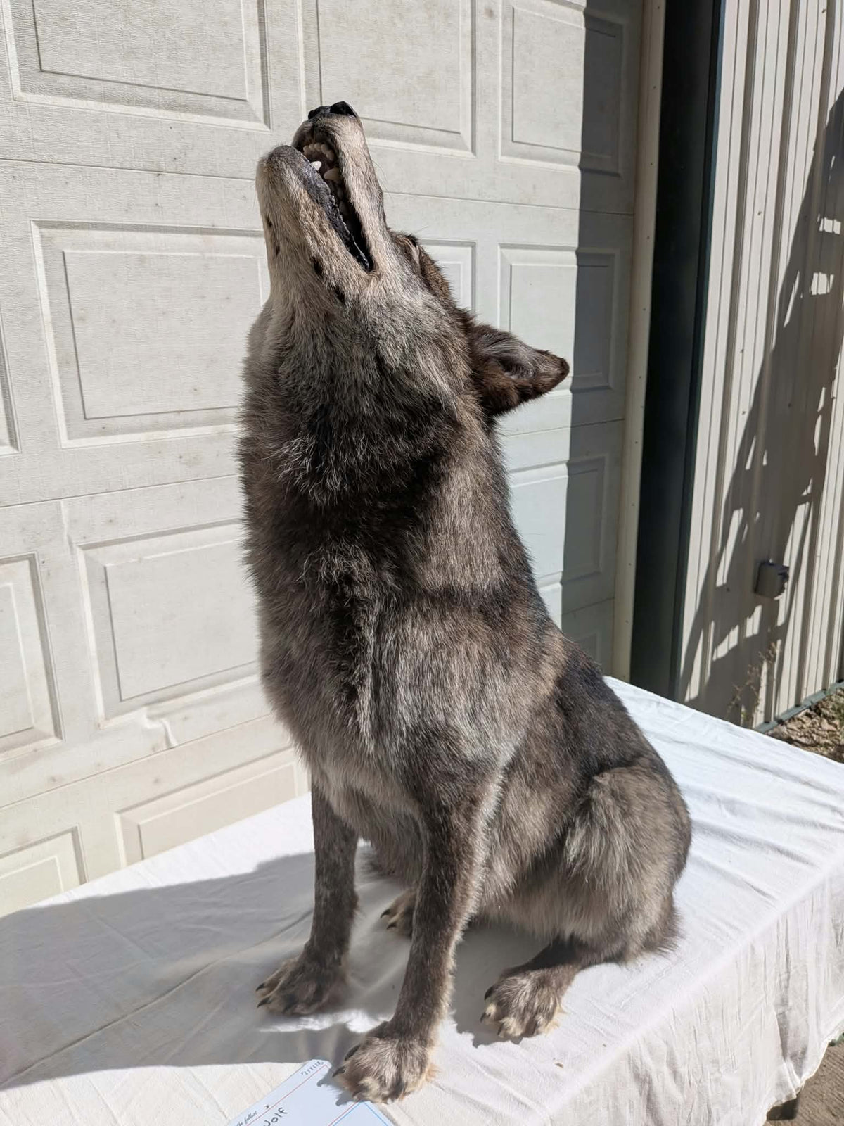 FHPAT247- Beautiful Alaskan Wolf Lifesize Taxidermy Mount