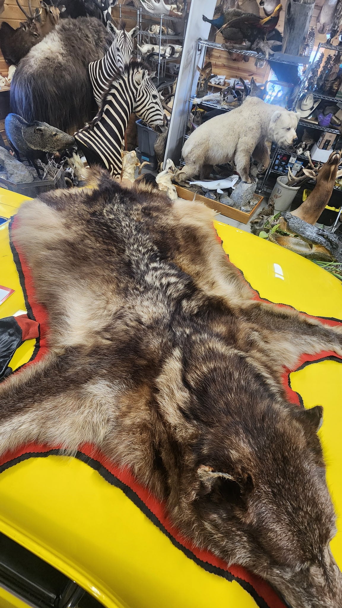FHBRAD92 - Black Wolf rug taxidermy mount