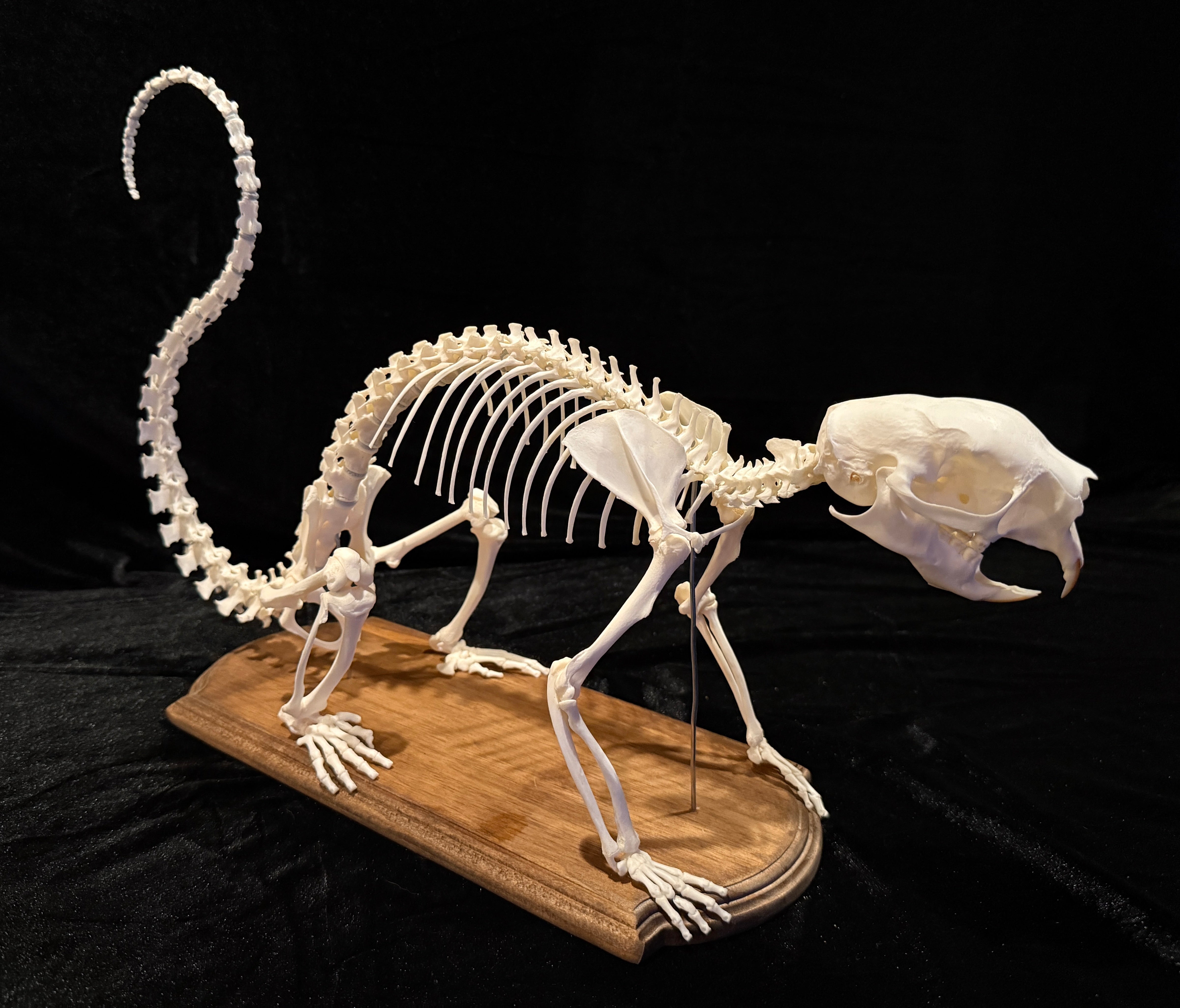 FHDA4 - Real Prehensile-Tailed Porcupine Articulated Skeleton taxidermy