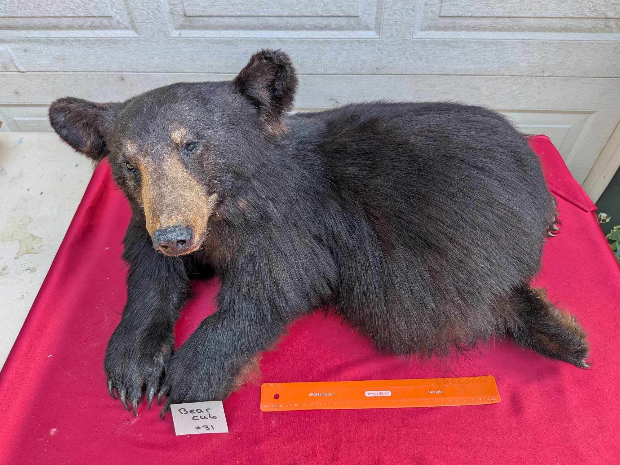 FHPAT122 - Baby Bear taxidermy mount tiny
