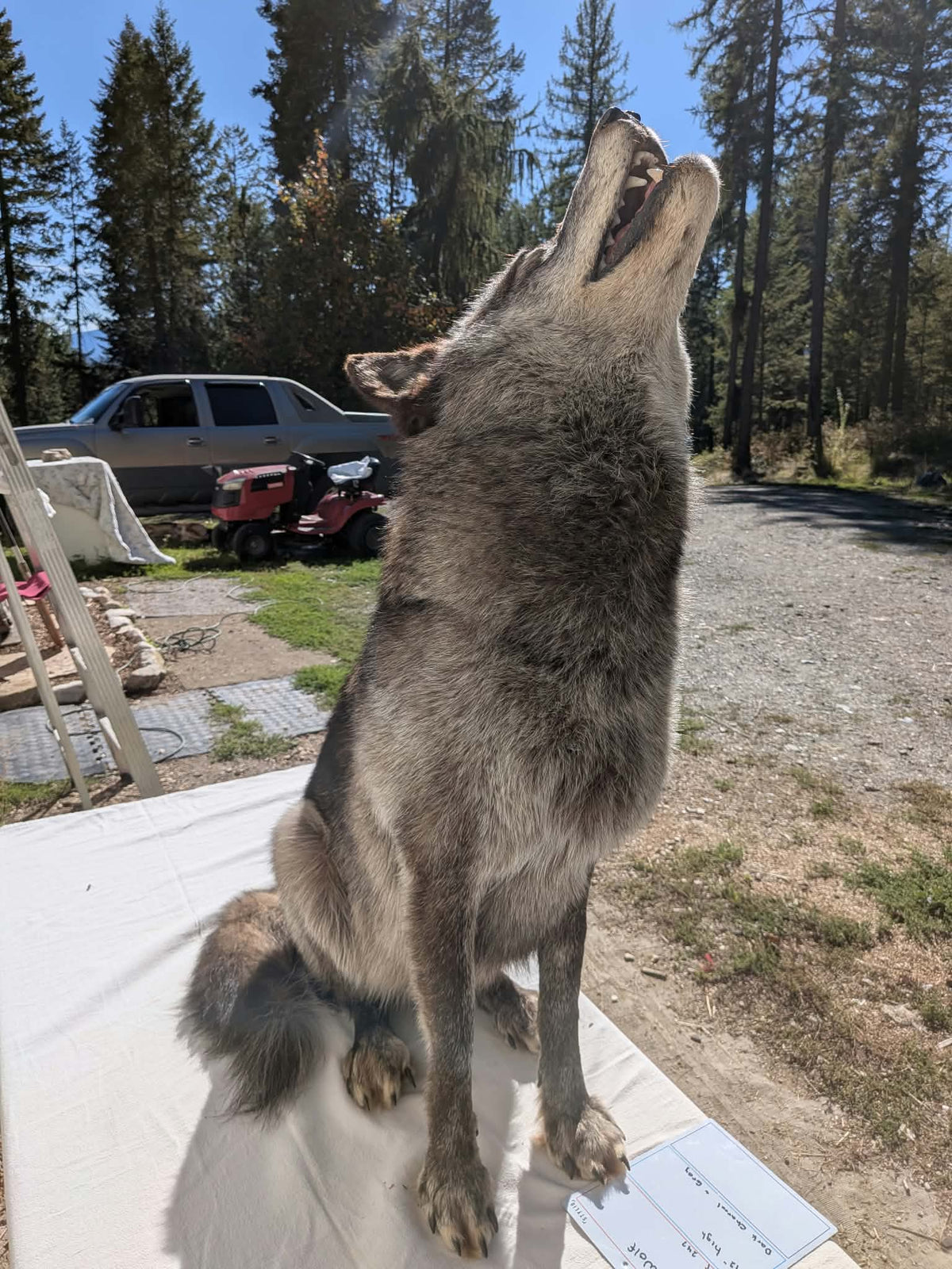 FHPAT247- Beautiful Alaskan Wolf Lifesize Taxidermy Mount