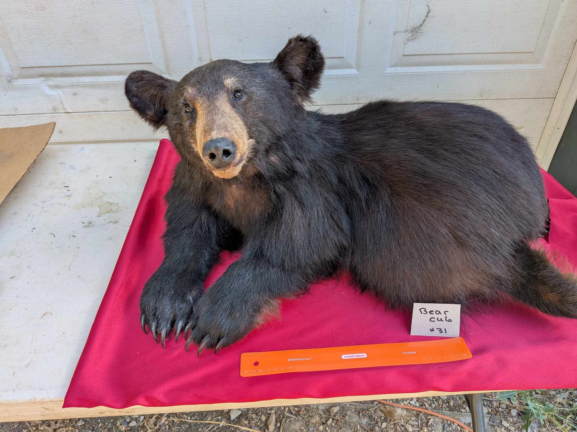 FHPAT122 - Baby Bear taxidermy mount tiny