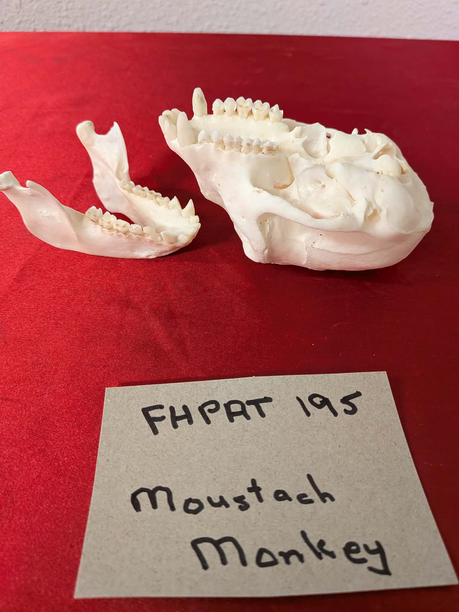 FHPAT195 - mustached real monkey skull