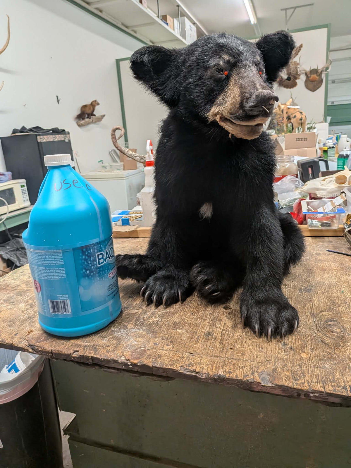 FHPAT235M - Extremely cute baby bear taxidermy tiny imount