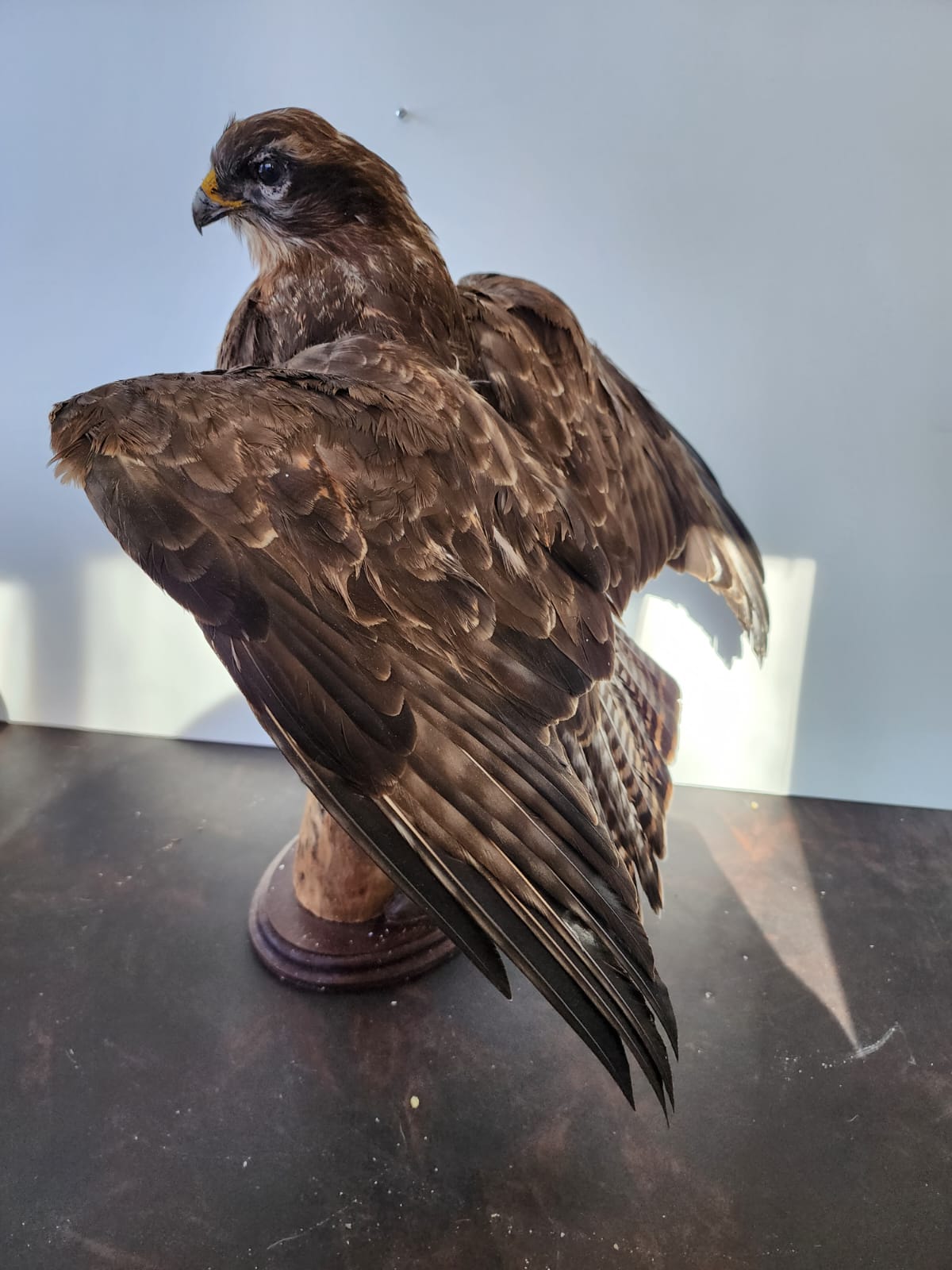 FHBB1 - Buteo Buteo taxidermy mount