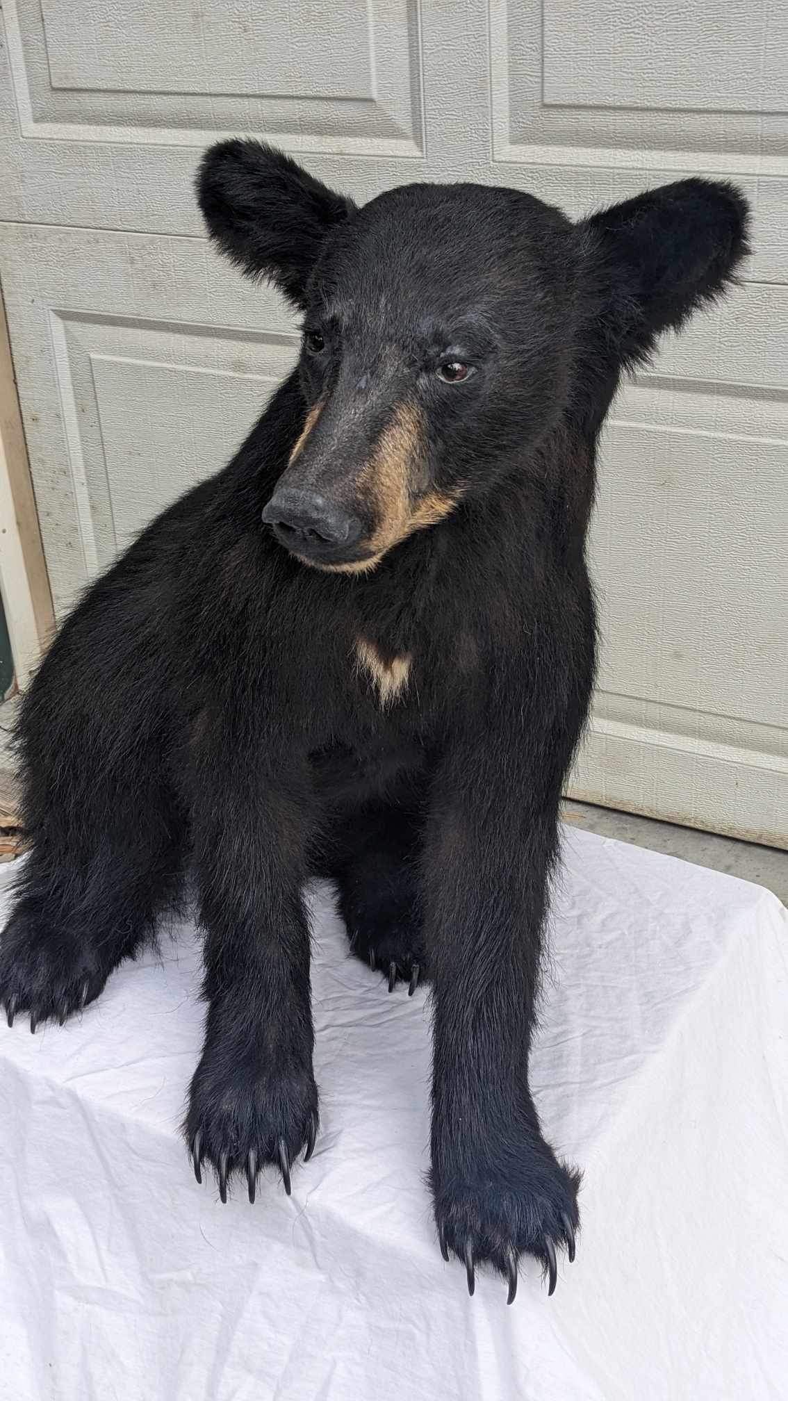 Black bear full body mount new