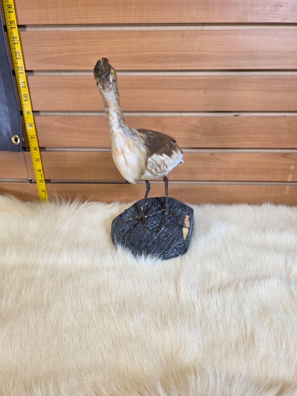 JF1 -  Squacco Heron taxidermy mount