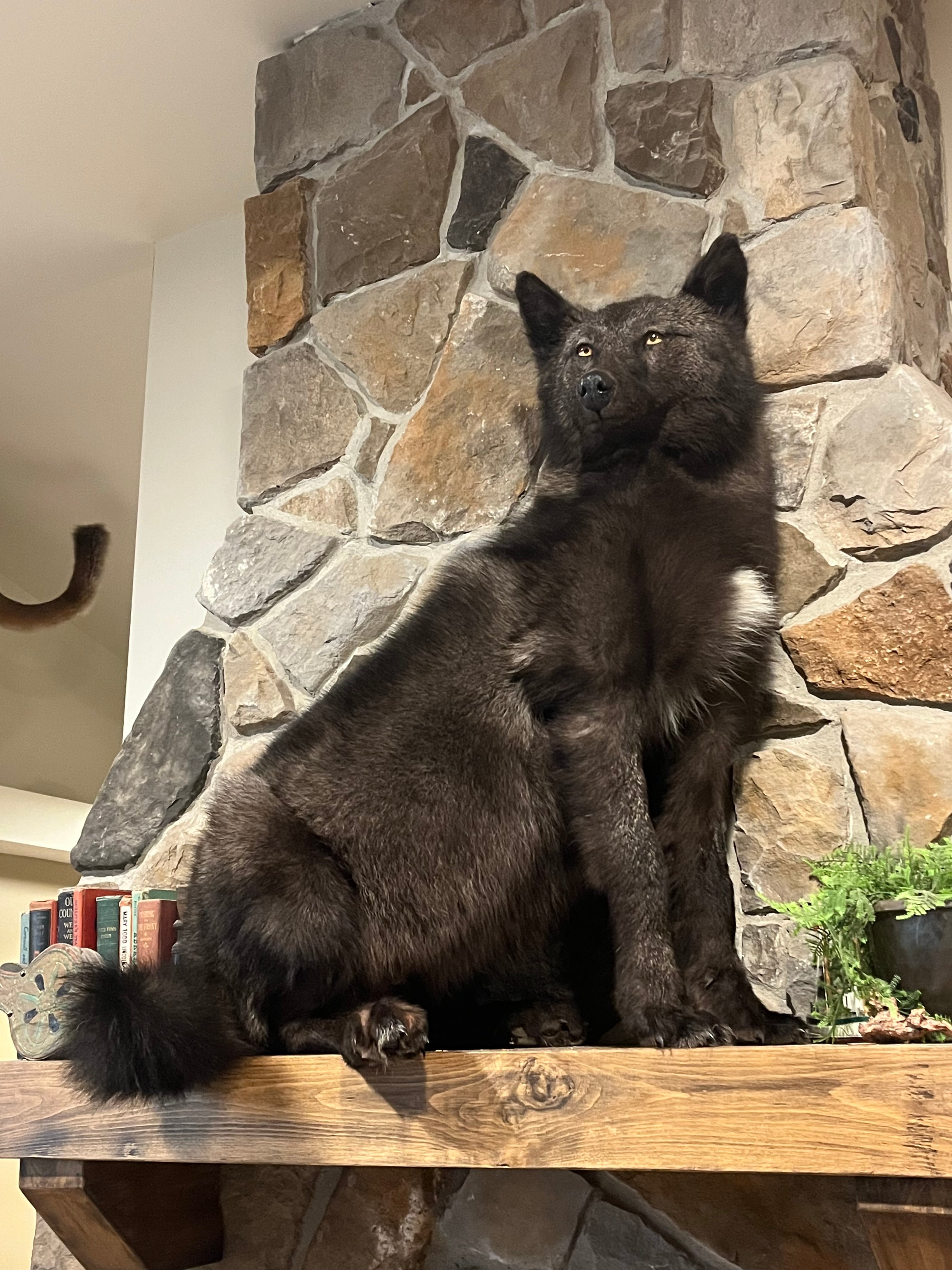 FHWL16 - Alaskan wolf Taxidermy mount