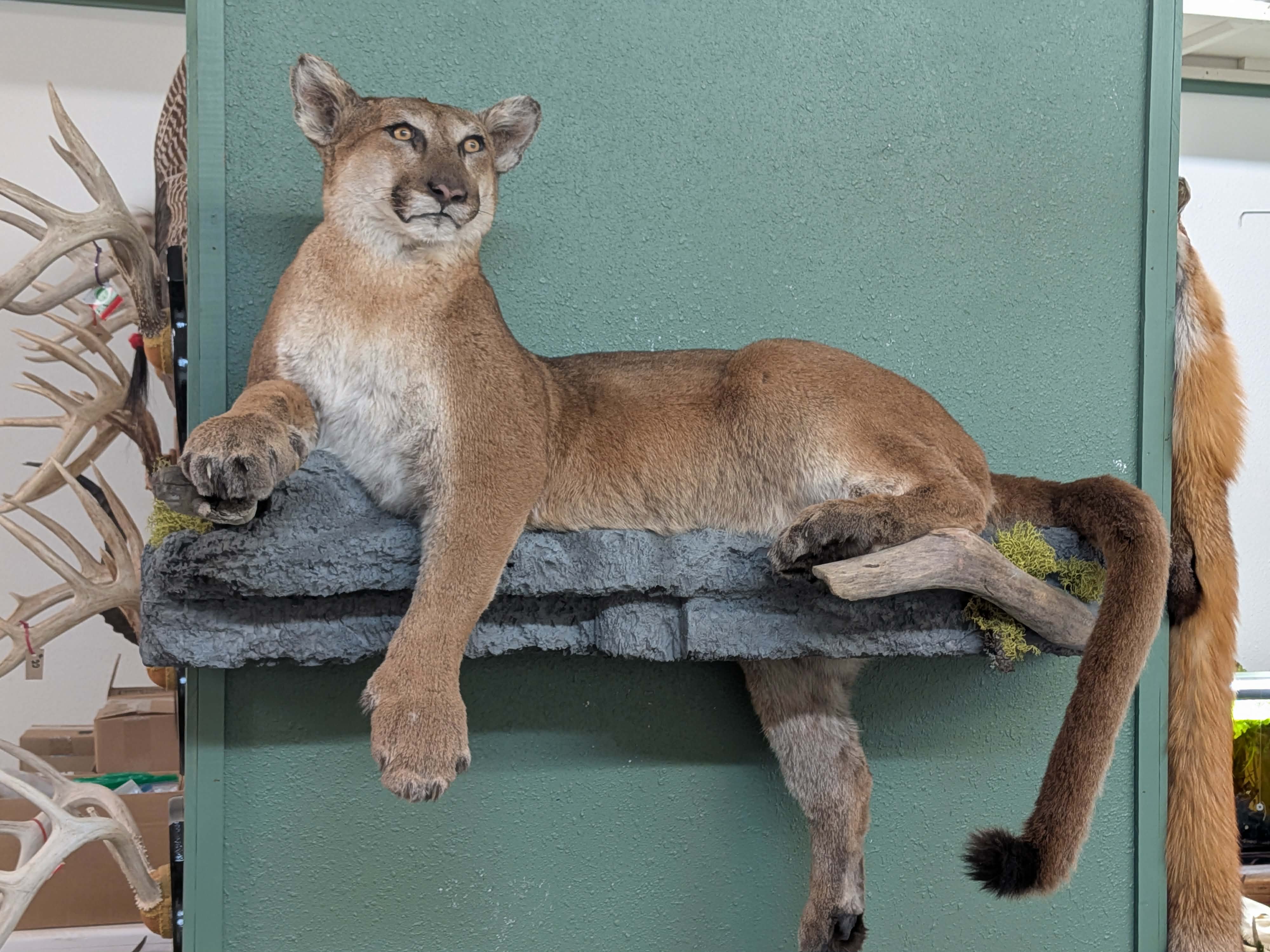 FHPAT3738- Cougar Lifesize Taxidermy Mount