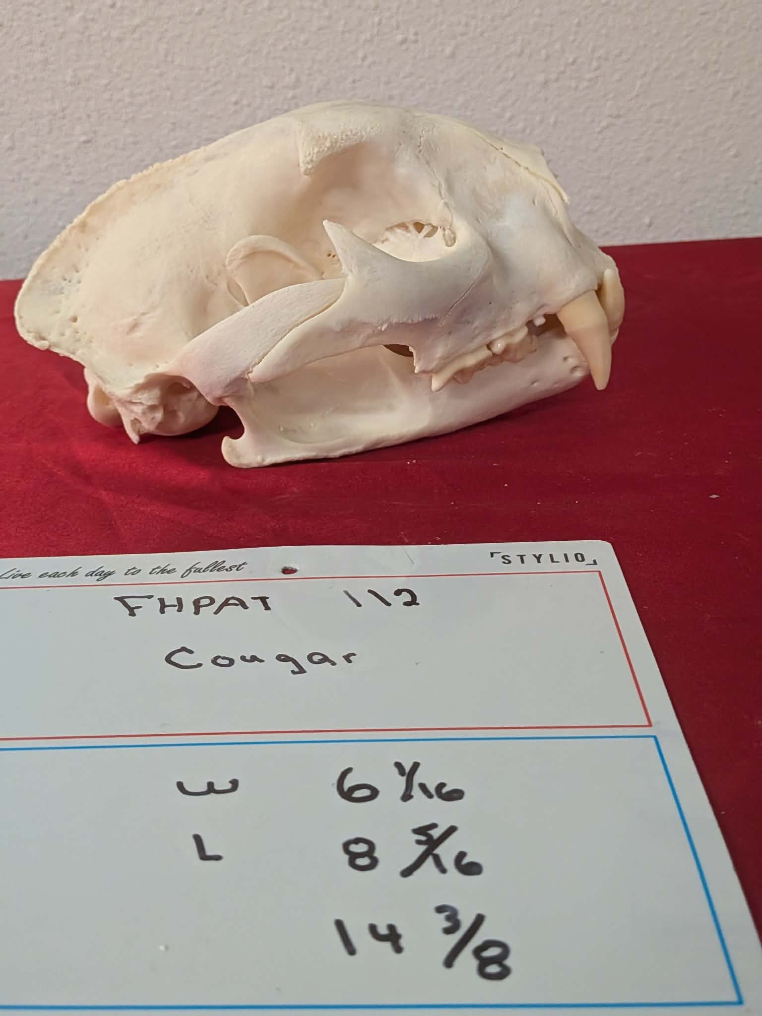 FHPAT112 - real Cougar Skull