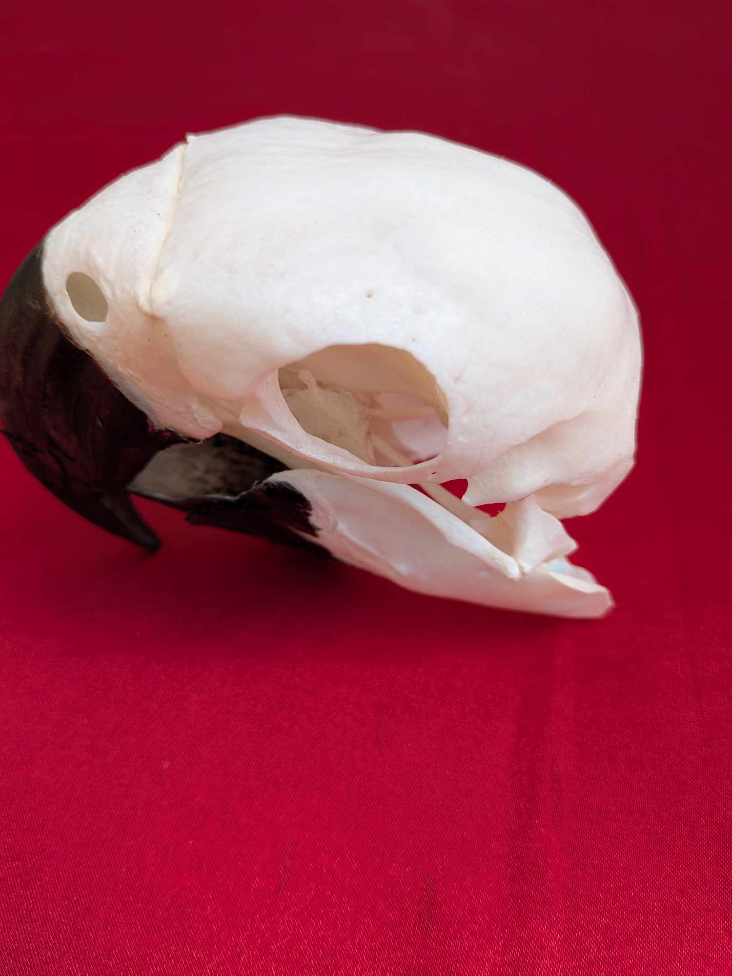 FHPAT937-Real Blue And Gold Macaw Bird Skull Taxidermy