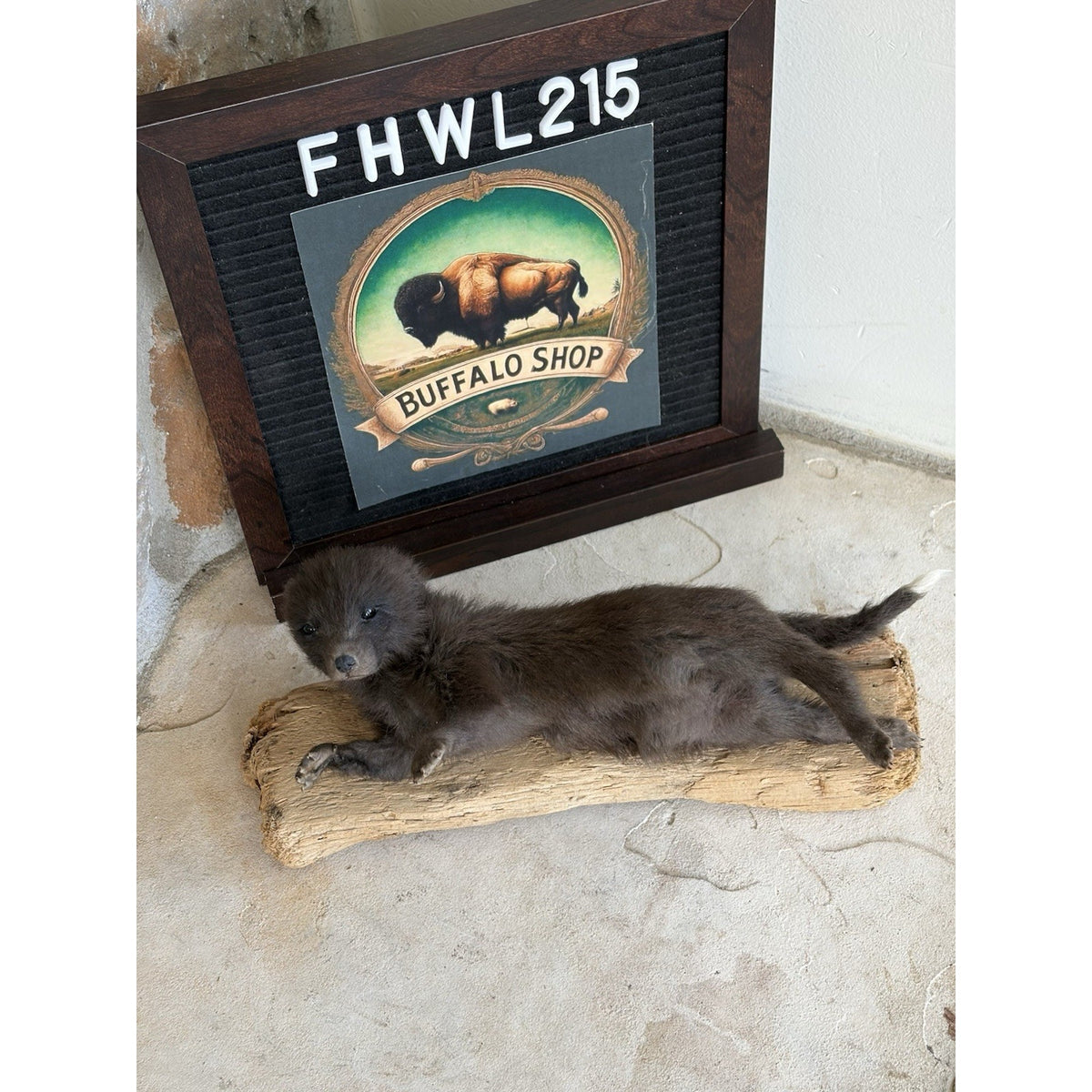 FHWL215 - Baby Fox Lifesize Taxidermy Mount Free Standing