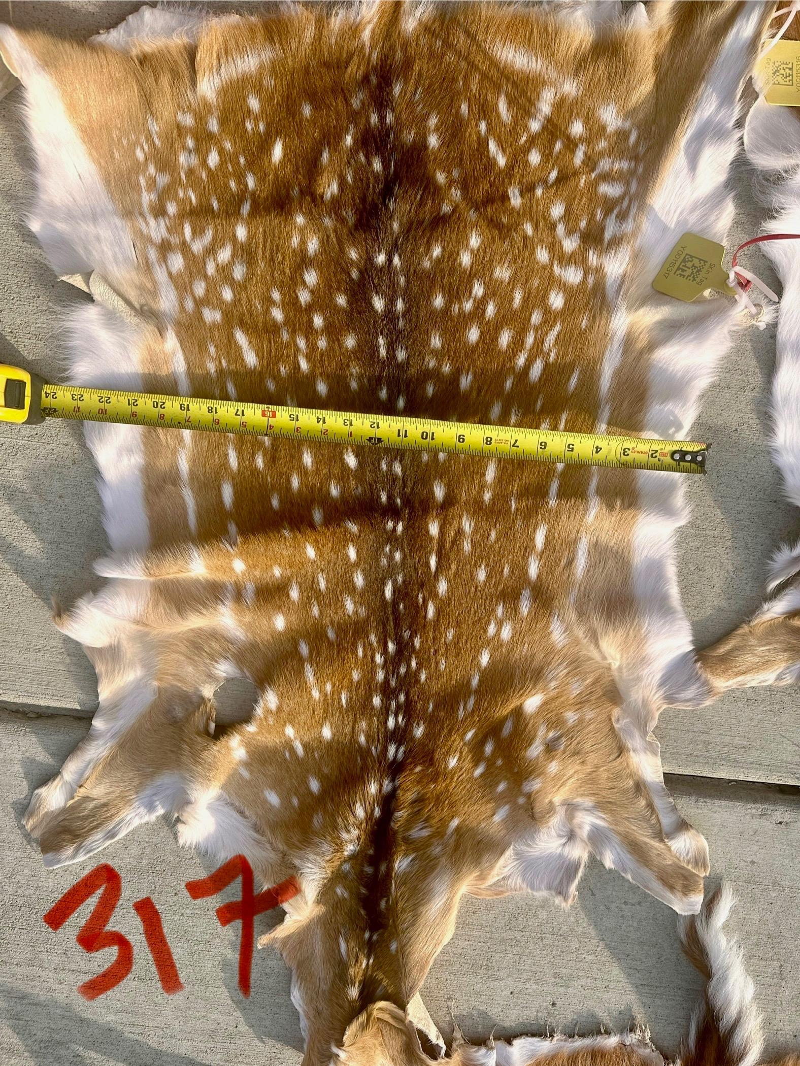 FHWA400 - Professionally tanned XL axis deer hide