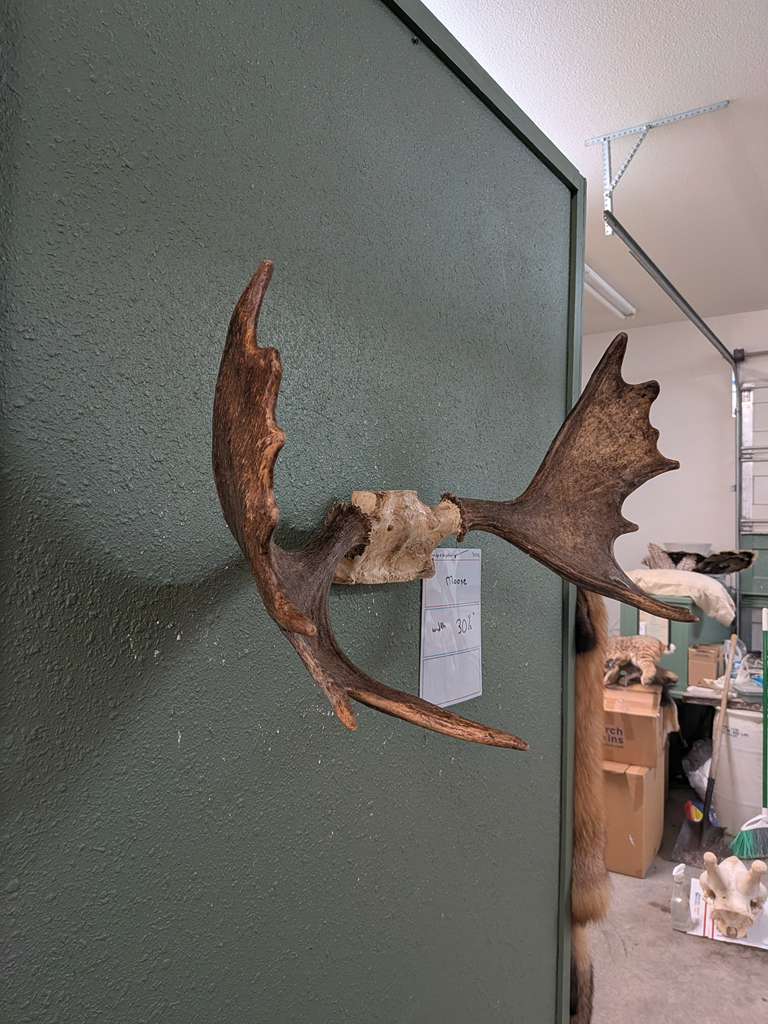 FHPATNOV3 - Moose 30” wide antler skull