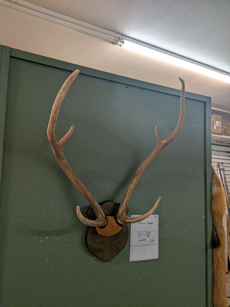 FHPATNOV4 - Axis deer antler taxidermy mount