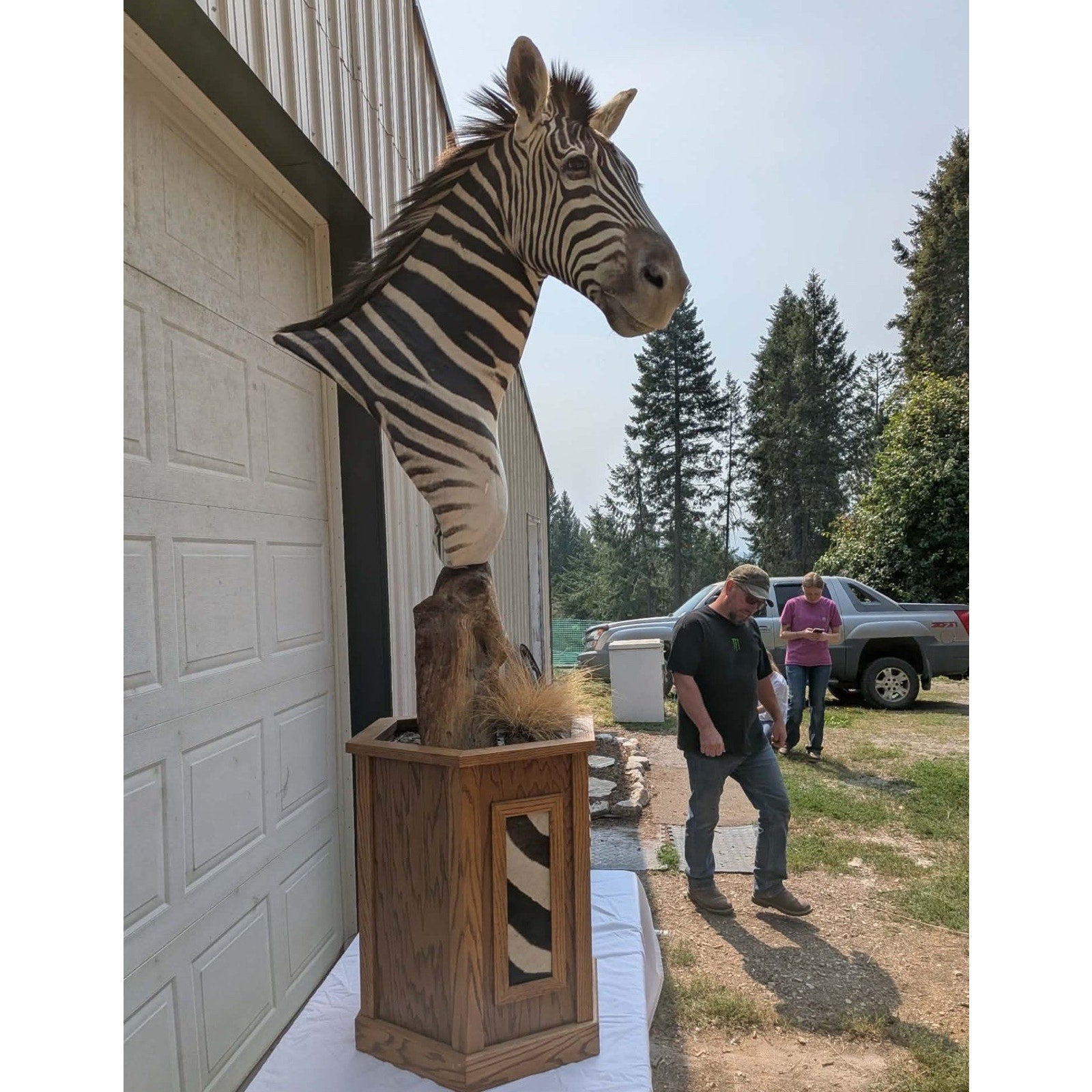 FHPATZE1- RARE Zebra Taxidermy Mount Free Shipping