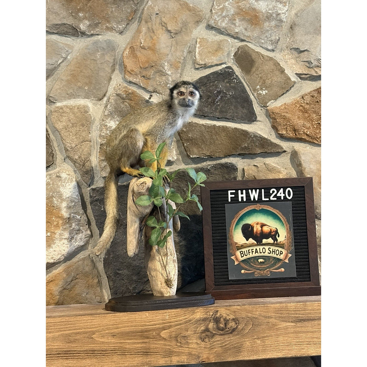 FHWL240 -Squirrel Monkey Taxidermy Mount