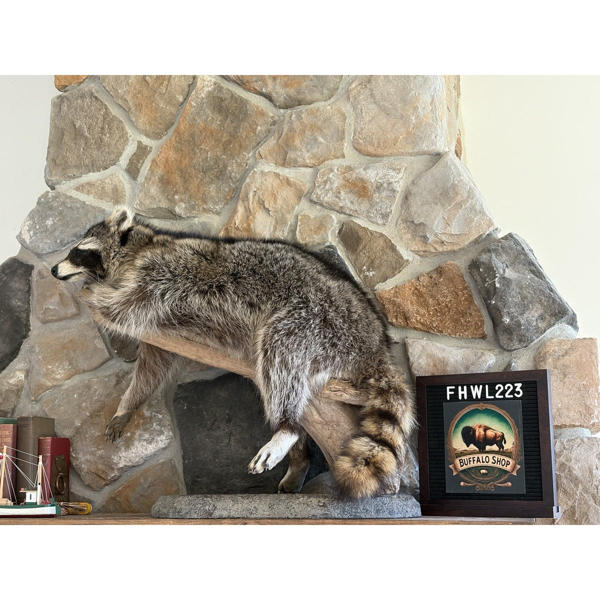 FHWL223 -premium Fat Raccoon Taxidermy Mount