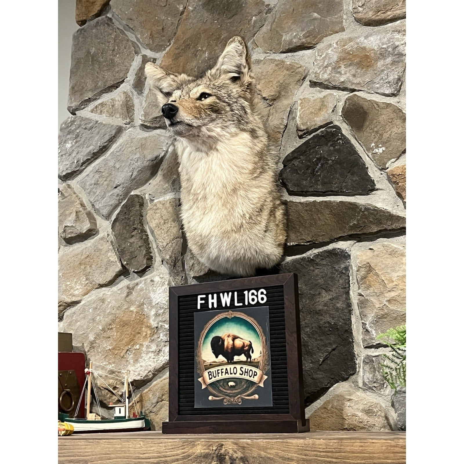 FHWL166 - Coyote Shoulder Museum Quality mount Taxidermy