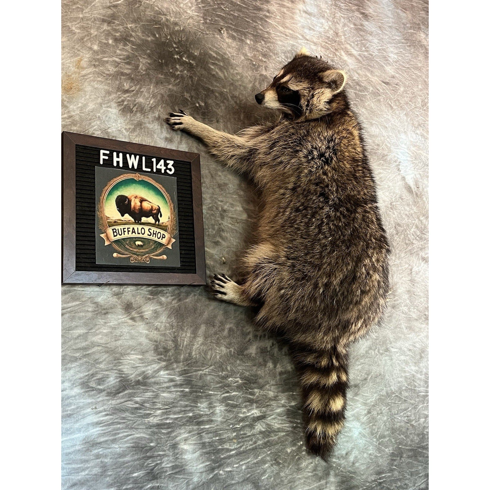 FHWL143- Fat Raccoon Taxidermy Mount