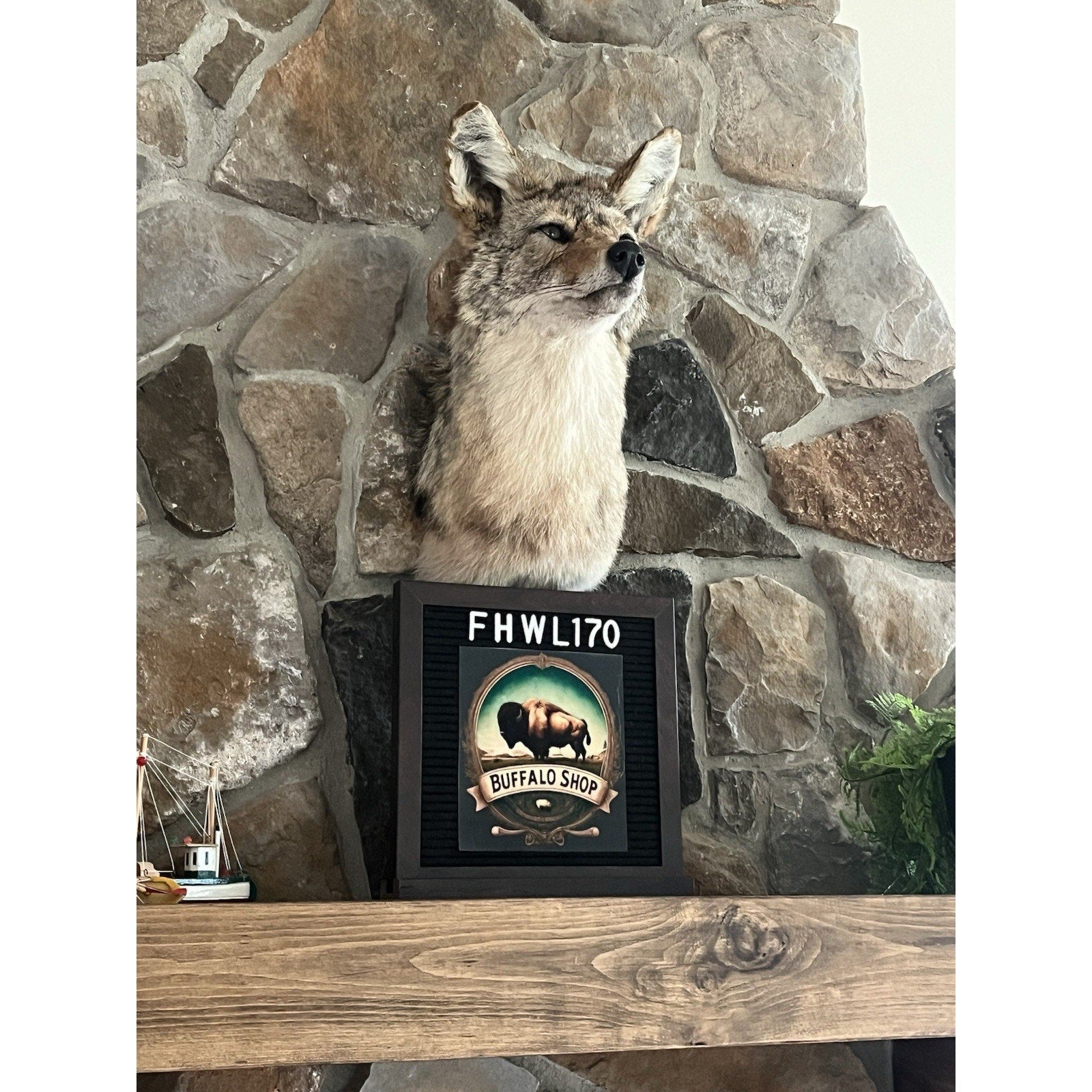 FHWL170 - Coyote Shoulder Museum Quality mount Taxidermy