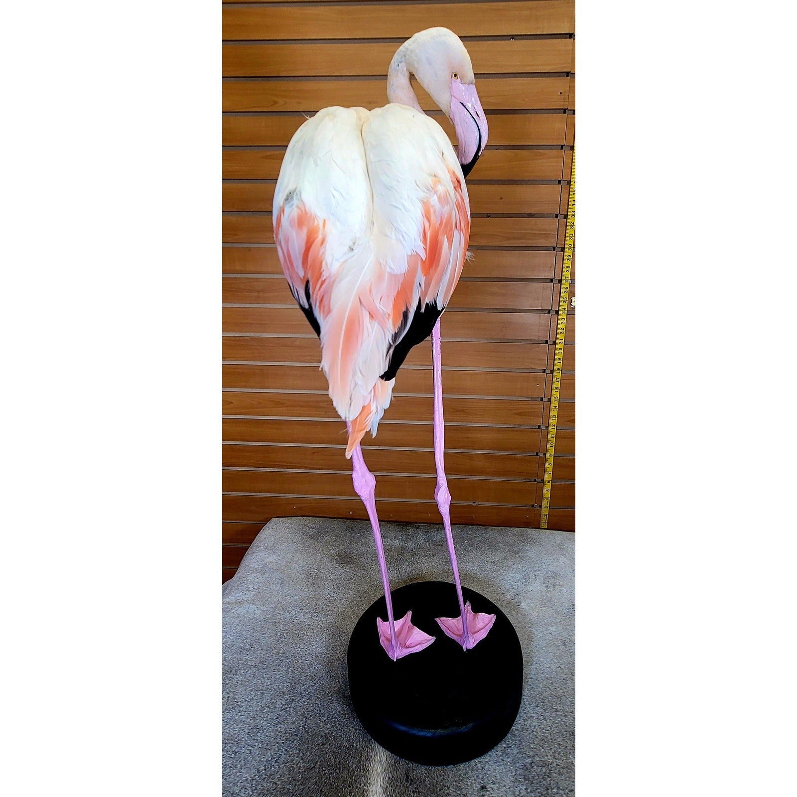 FHFLA303- Chilean Flamingo Lifesize Taxidermy Mount
