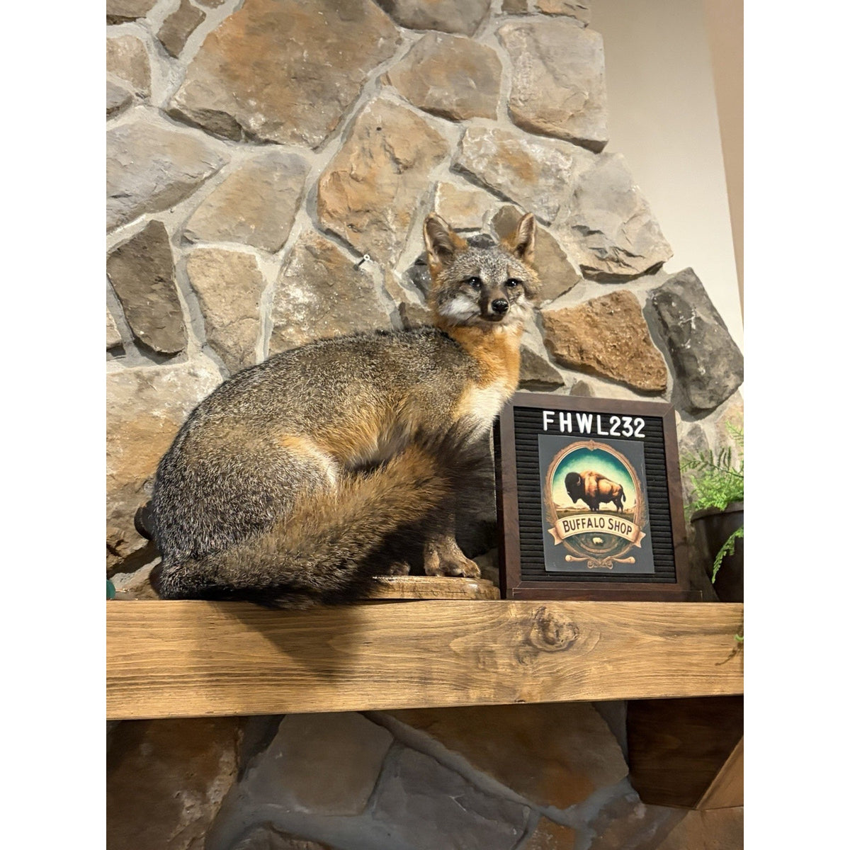 FHWL232- Grey Fox Taxidermy Full Body Mount Cabin Camp Man Cave