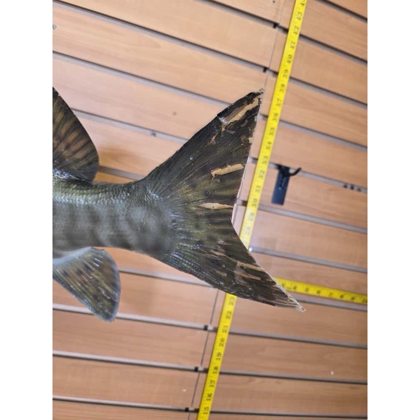 JTV228 - Real Skin Muskie Fish Taxidermy Mount 40”