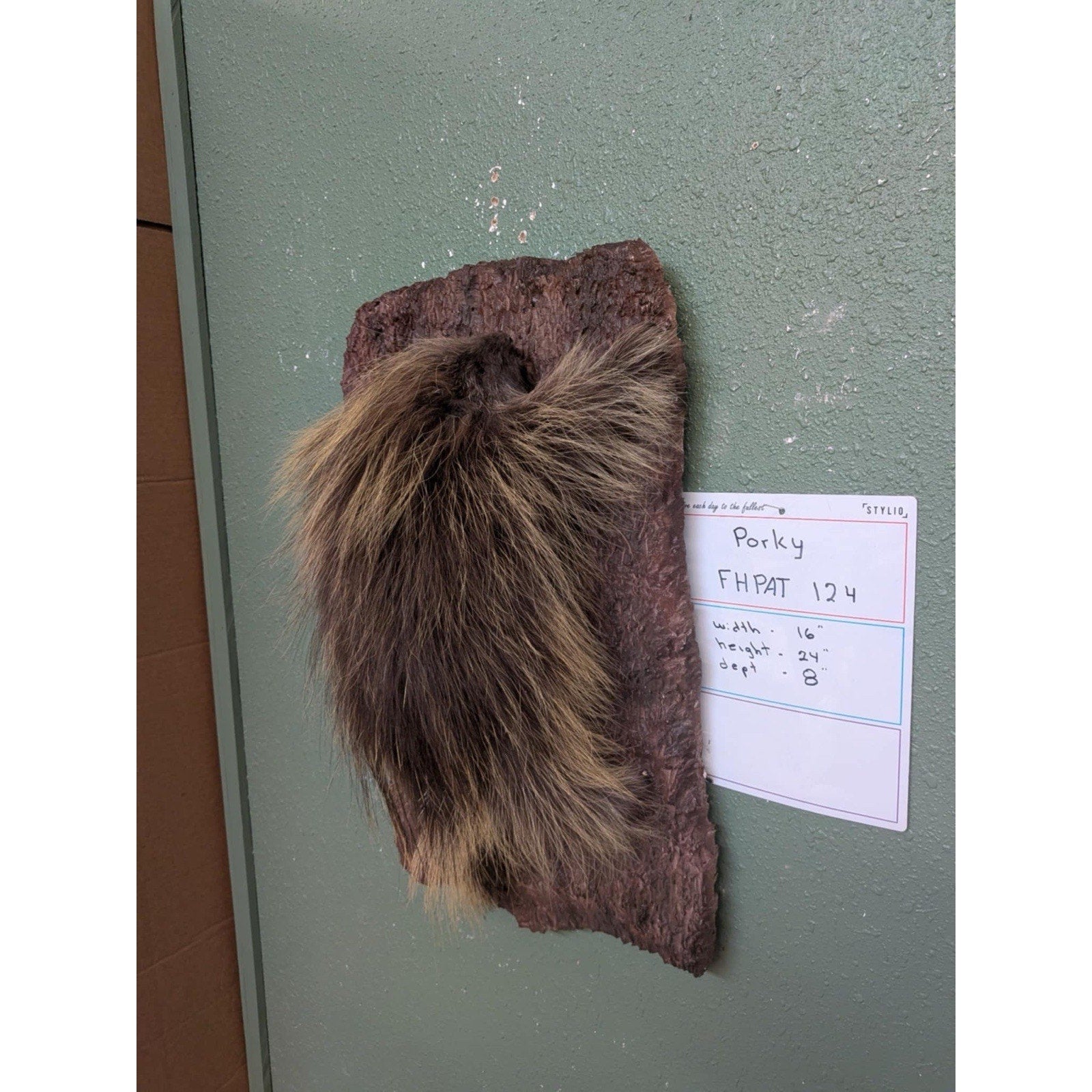 FHPAT124 - Beautiful Montana Prime Winter Porcupine Taxidermy Mount