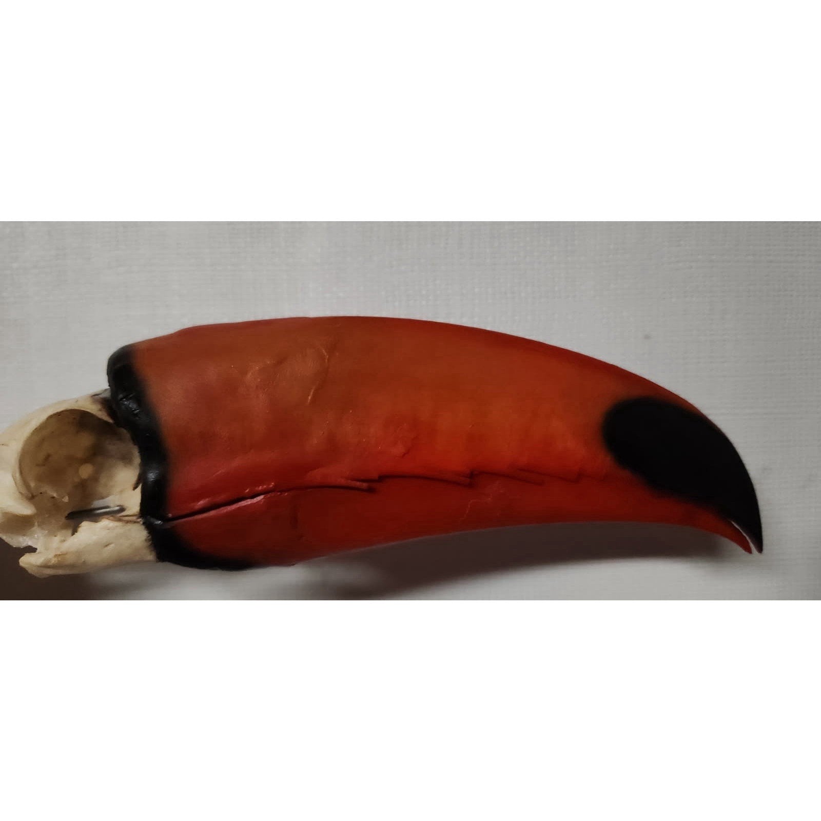 FHtouc88 - Real Toco Toucan Bird Skull Taxidermy