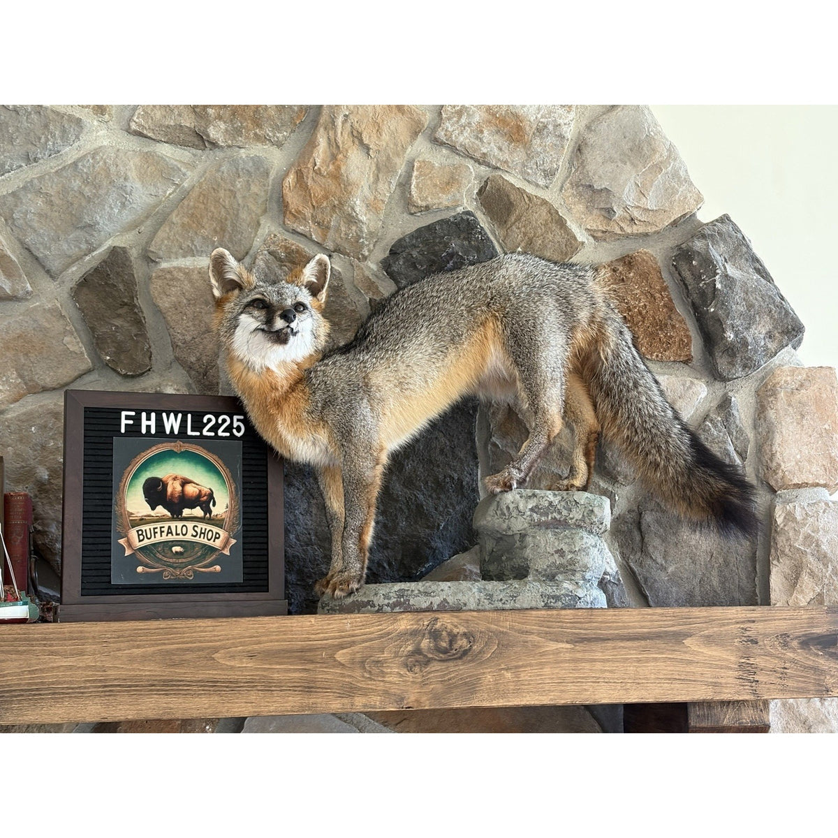 FHWL225 - Grey Fox Taxidermy Full Body Mount Cabin Camp Man Cave