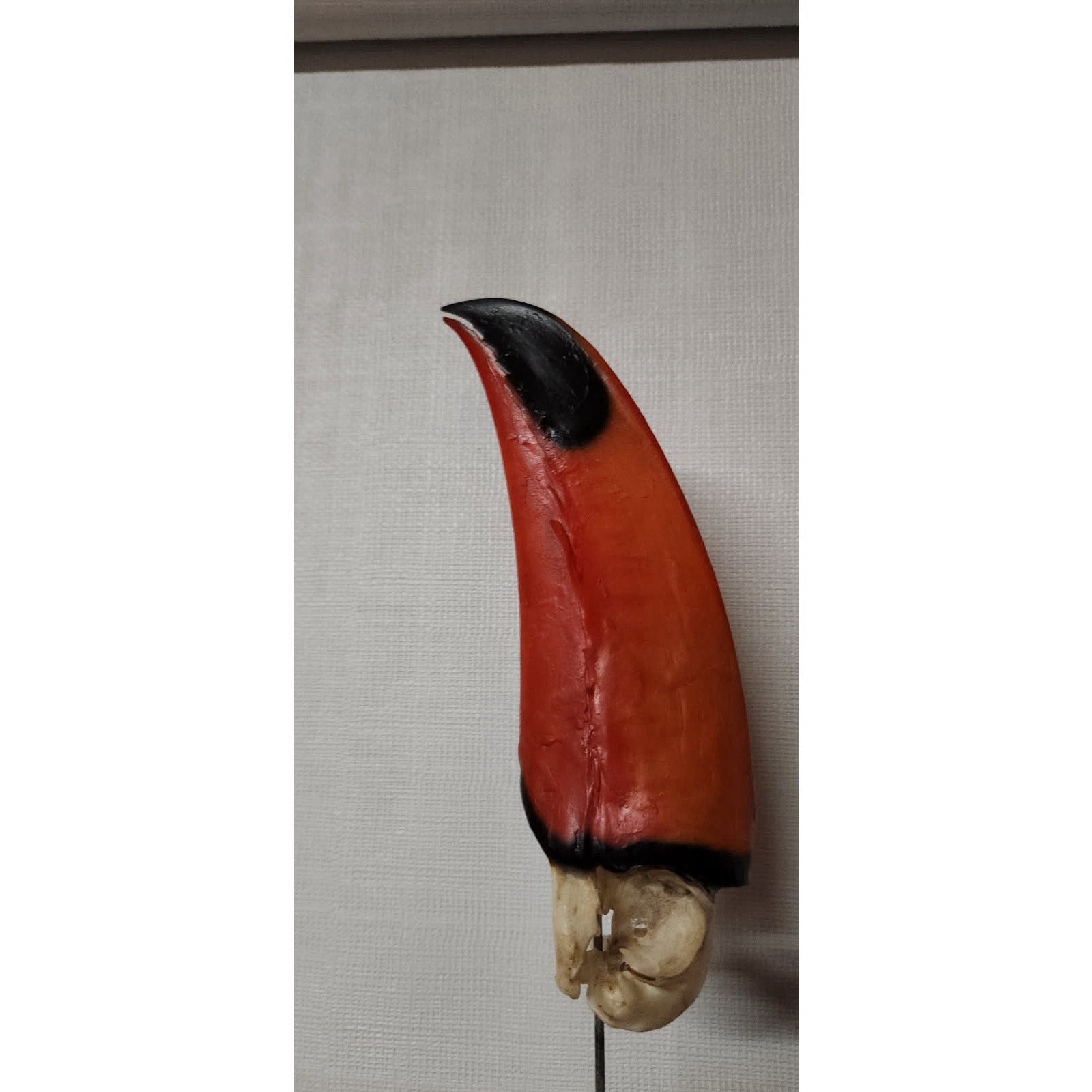 FHtouc88 - Real Toco Toucan Bird Skull Taxidermy
