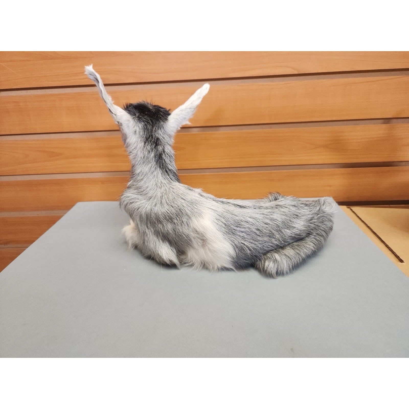 Real Beautiful Goat Taxidermy Mount ($1250 Each)