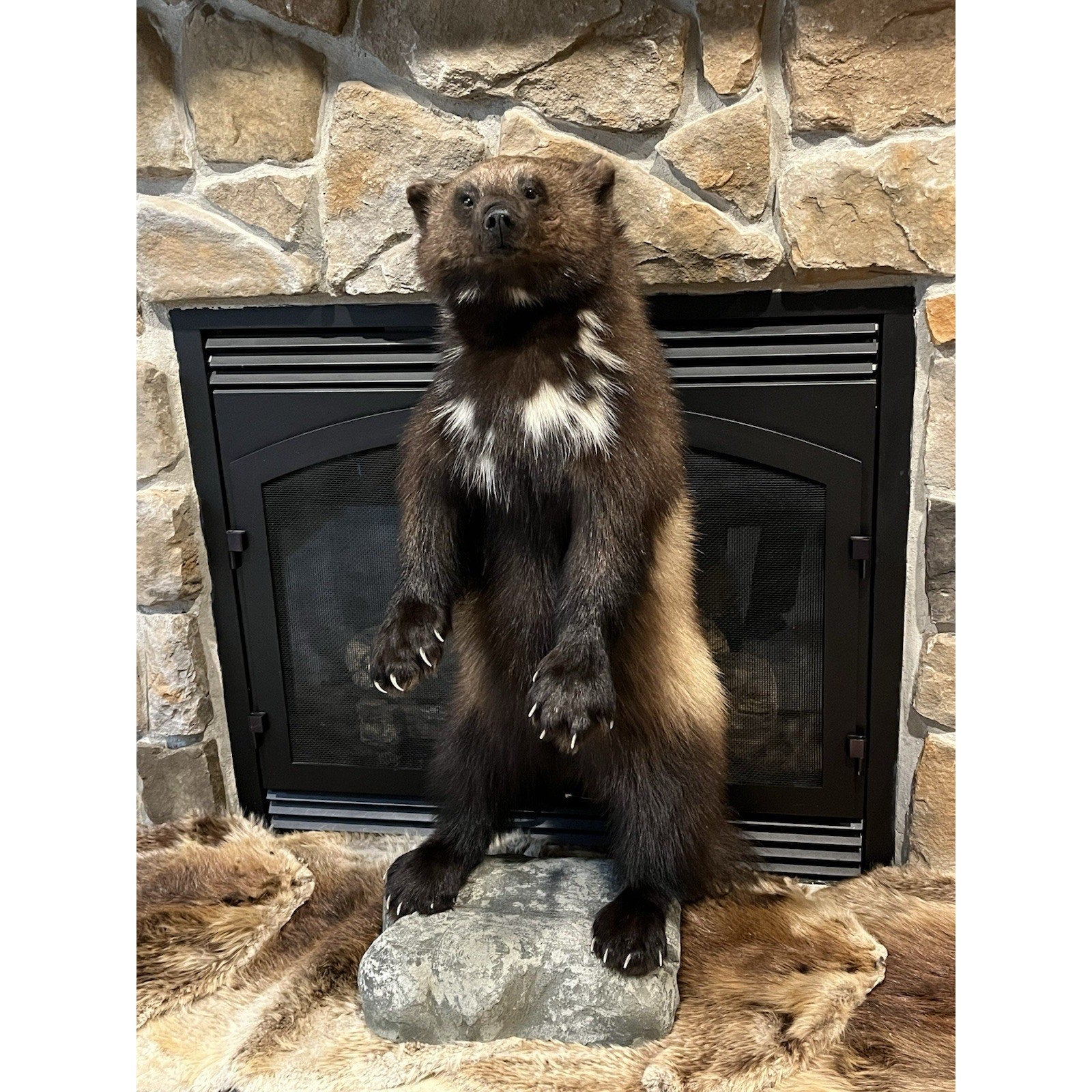 FHWL23-Beautiful Real Alaskan Wolverine Prime Fur Taxidermy Mount