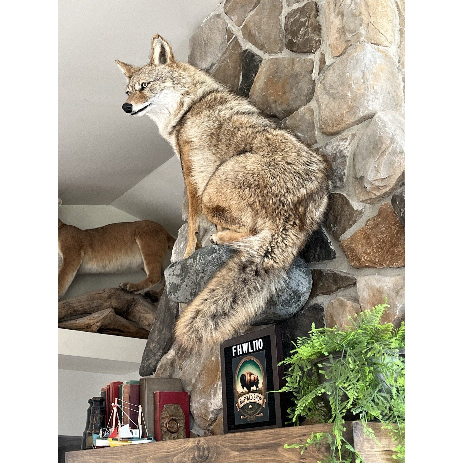 FHWL110 - Coyote Museum Quality Wall mount Taxidermy