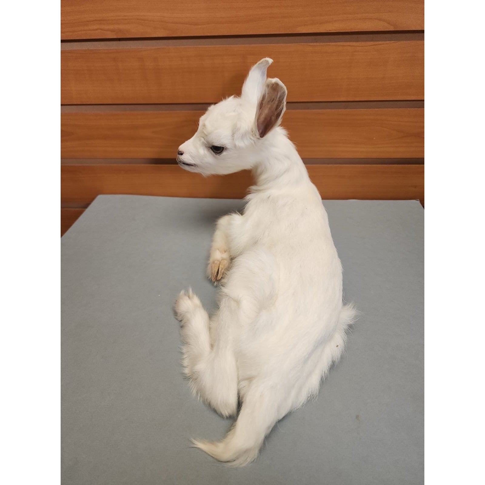 Real Beautiful Goat Taxidermy Mount ($1250 Each)