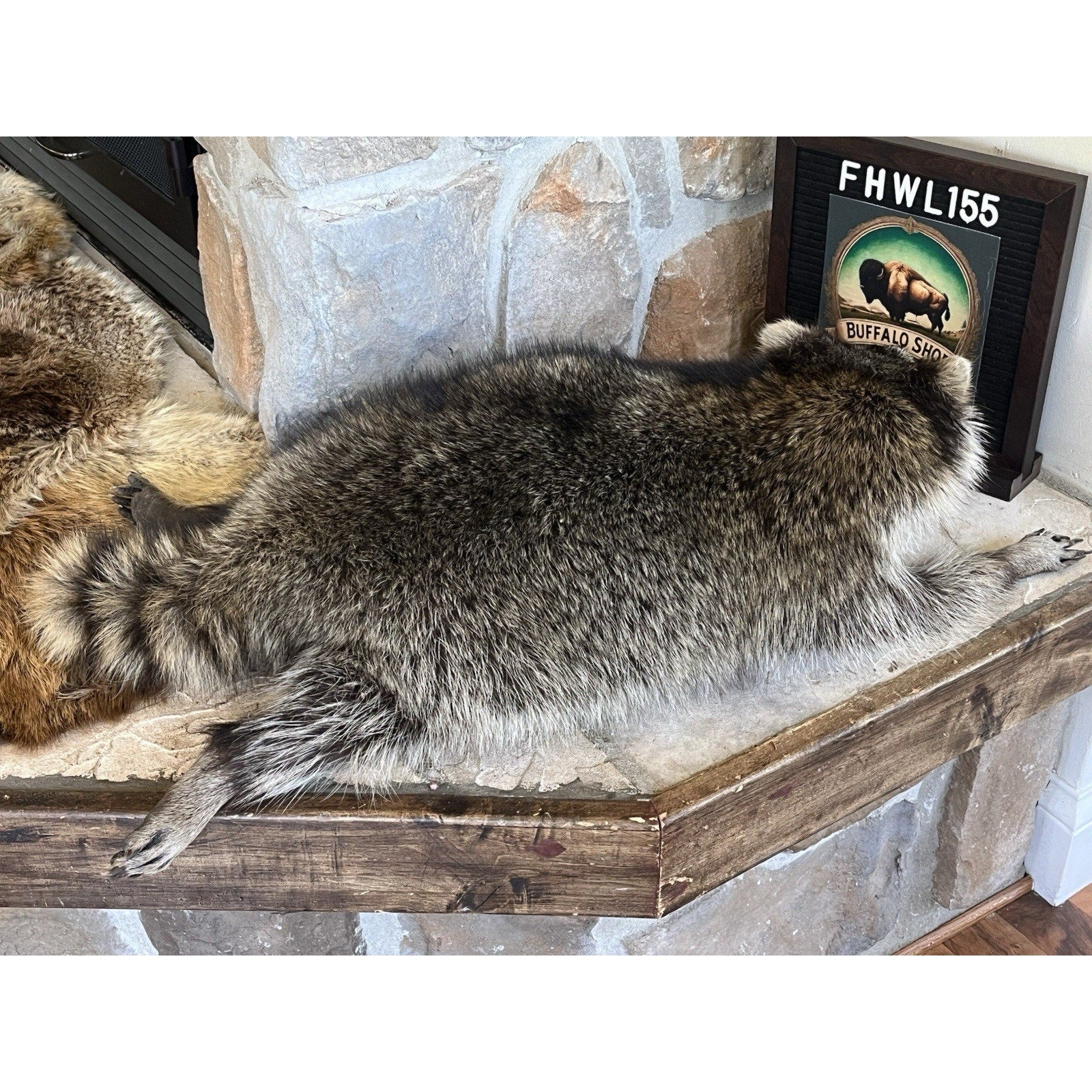 FHWL155 - Real Fat Raccoon Taxidermy Mount
