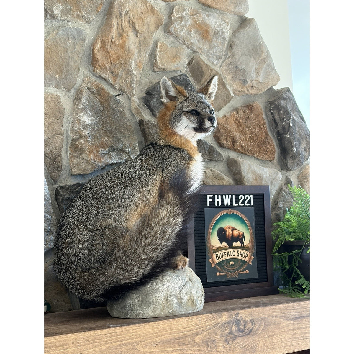 FHWL221 - Grey Fox Taxidermy Full Body Mount Cabin Camp Man Cave