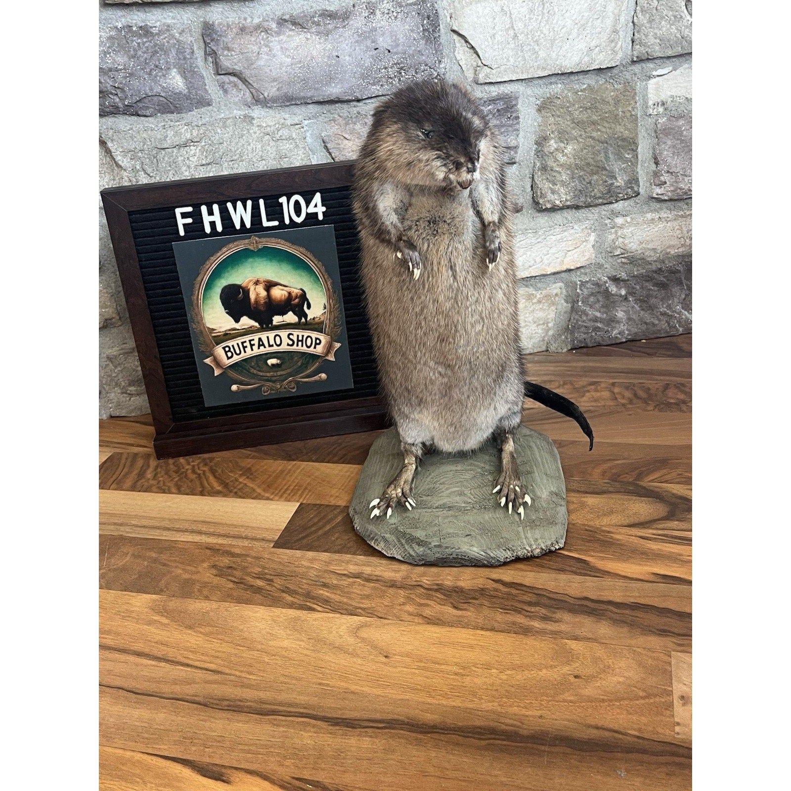 FHWL104 - Muskrat Museum Quality mount Taxidermy