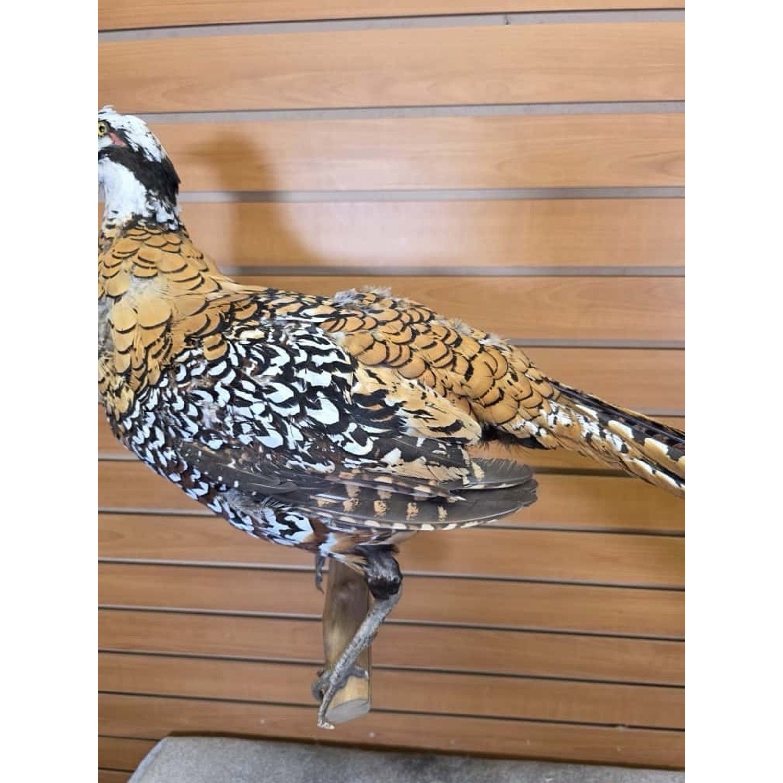 JTV251 - Reeves Pheasant Taxidermy Mount
