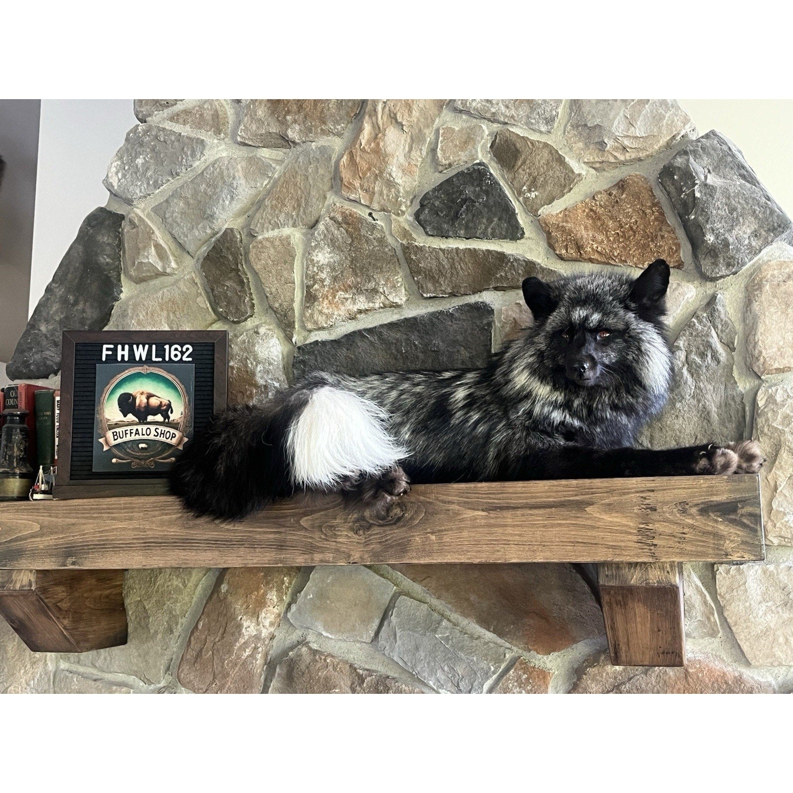 FHWL162 - Museum Quality White Fox Taxidermy mount