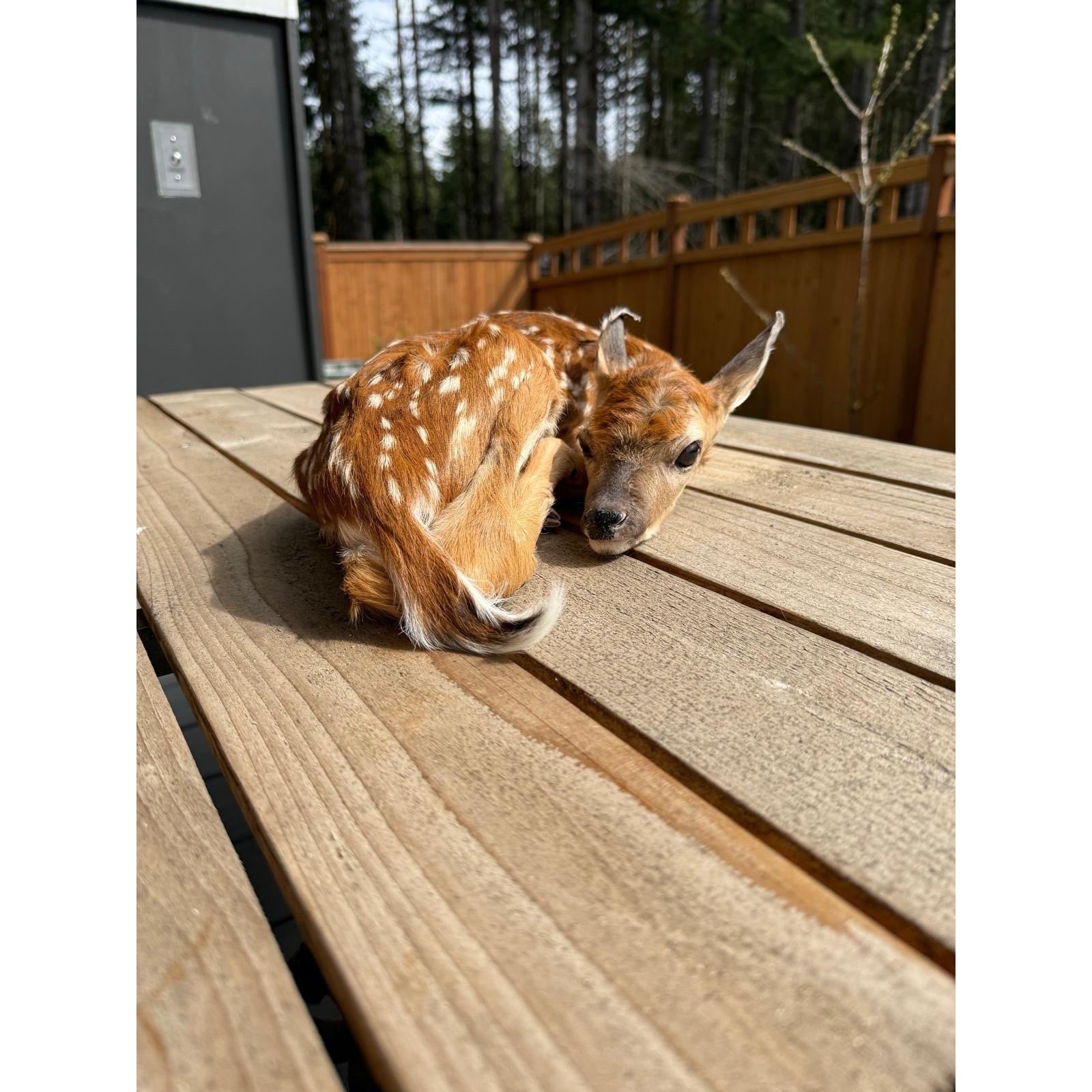 FHWAF4 - Fawn Lifesize Taxidermy Mount