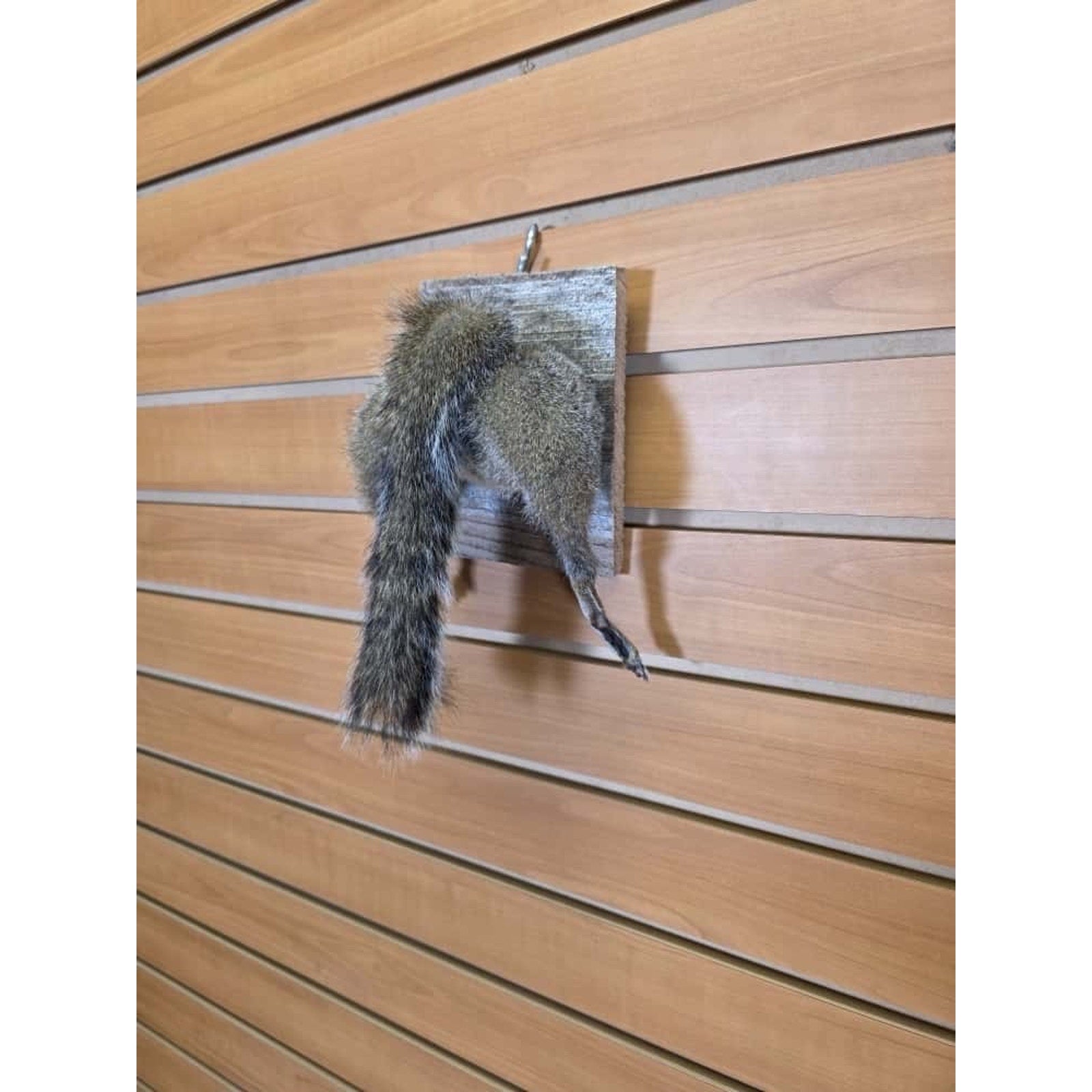 JTV242 - Squirrel Rump Taxidermy Mount