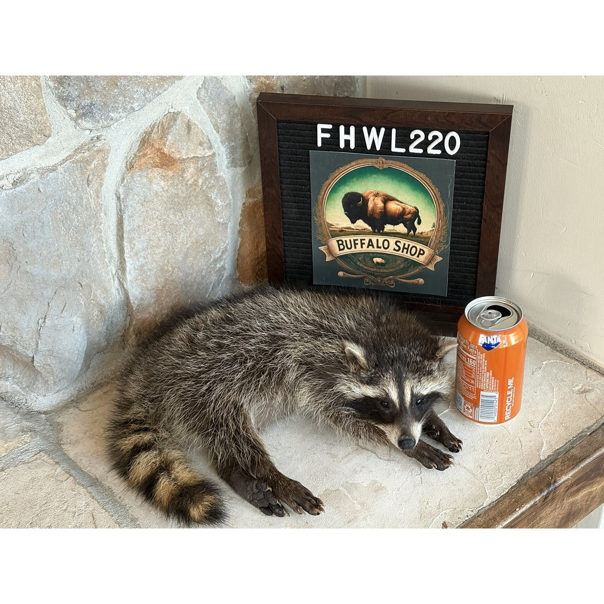 FHWL220 - baby Raccoon Taxidermy Mount