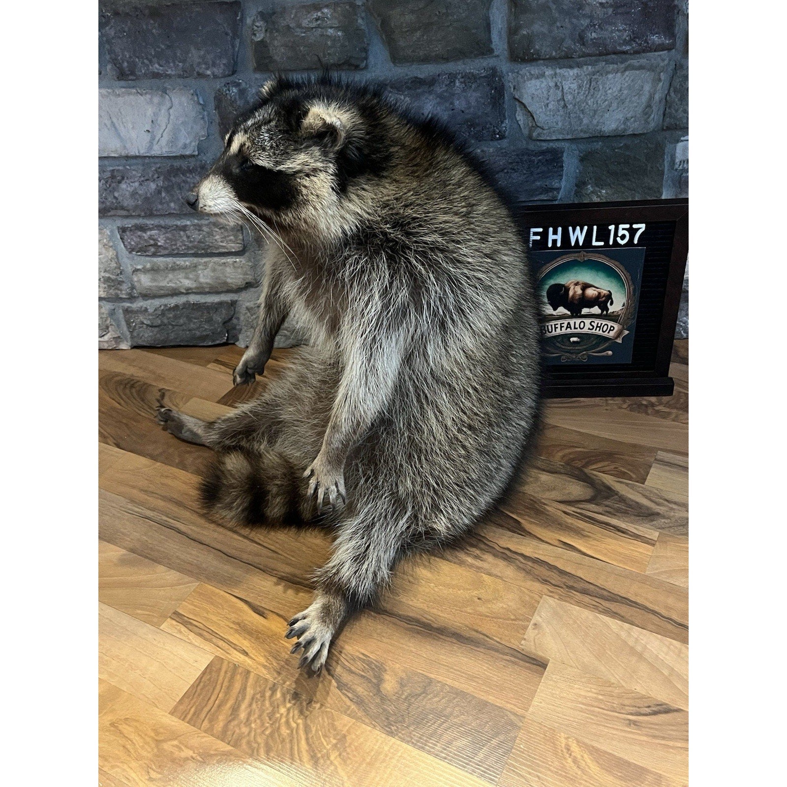 FHWL157 -premium Fat Raccoon Taxidermy Mount